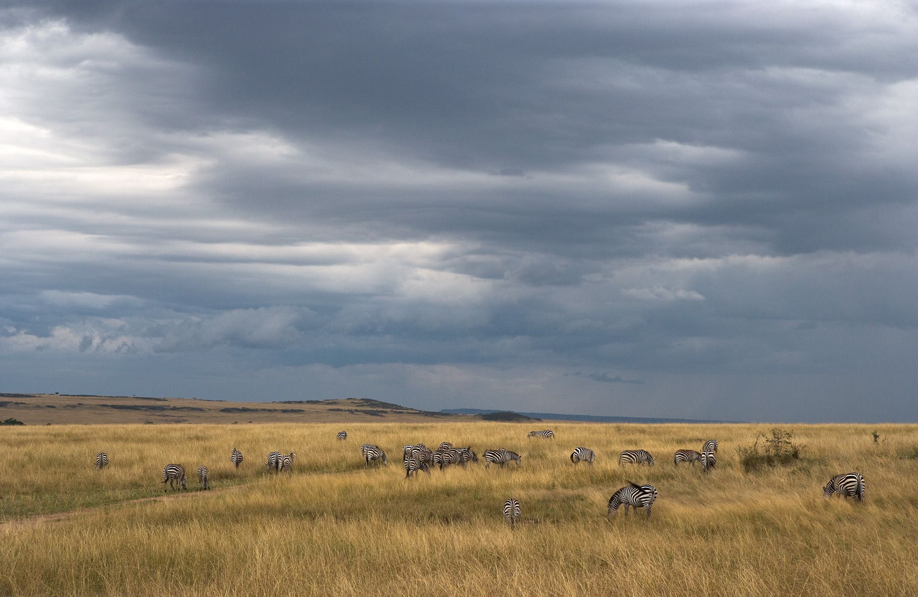 Plains zebra (Equus quagga, formerly Equus burchellii), also known as the common zebra Zebras at Maasai Mara, Kenya