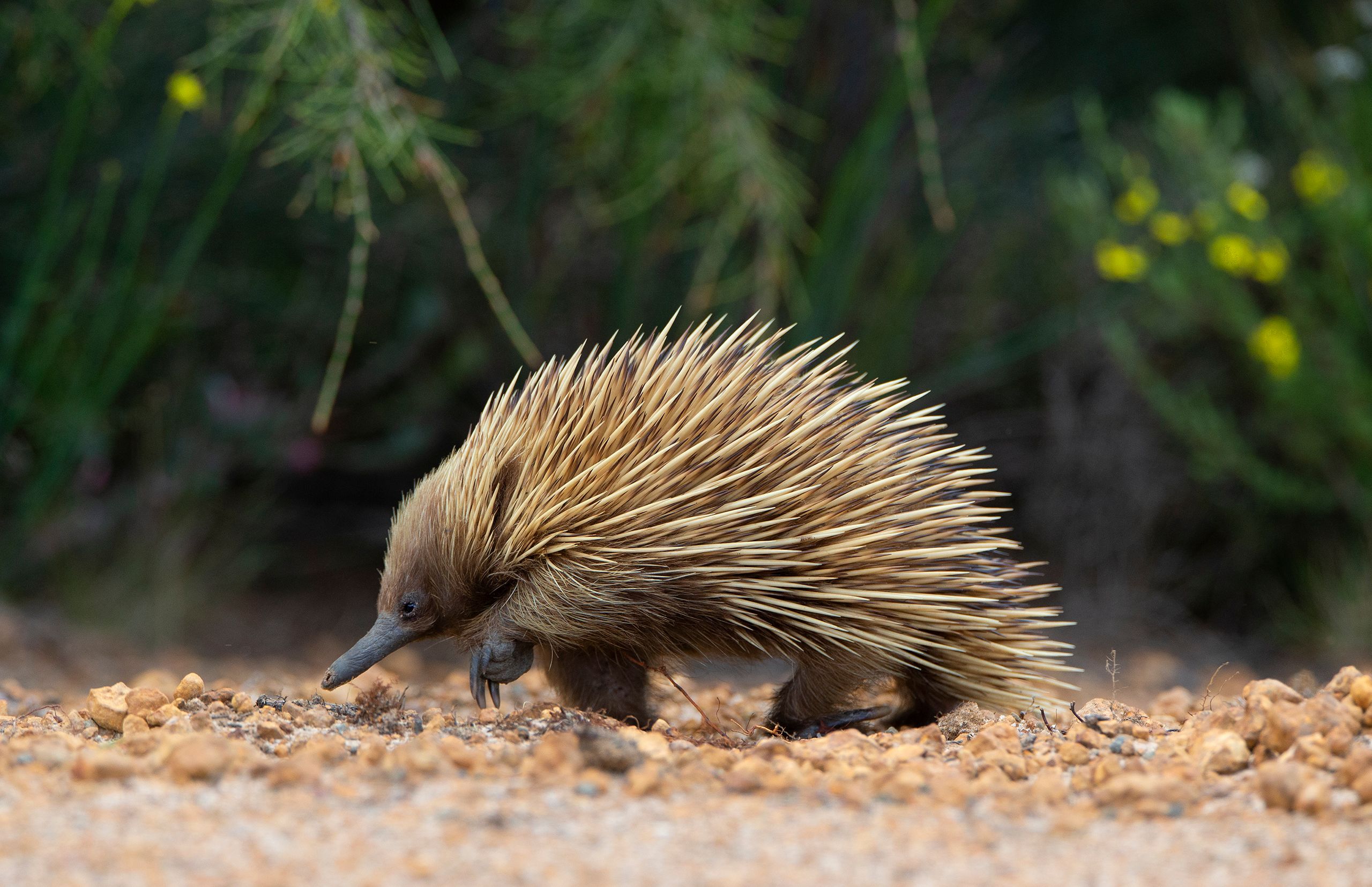 Echidna
