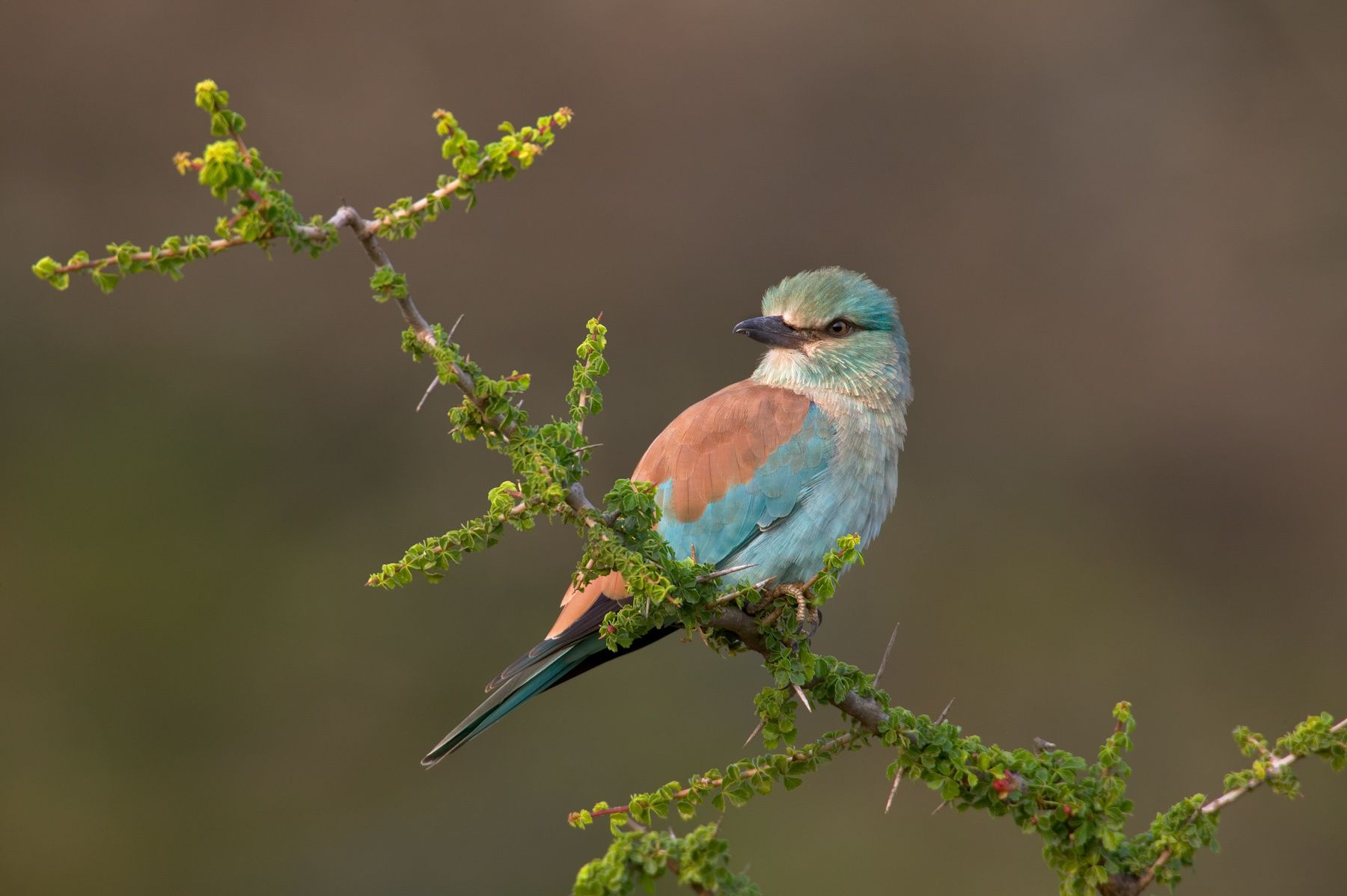 1european_roller_immature