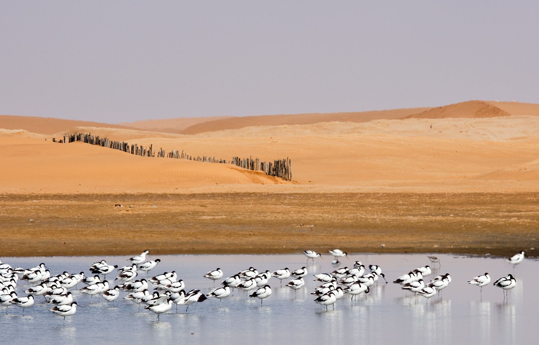 1avocets_in_lake__fence_rtp