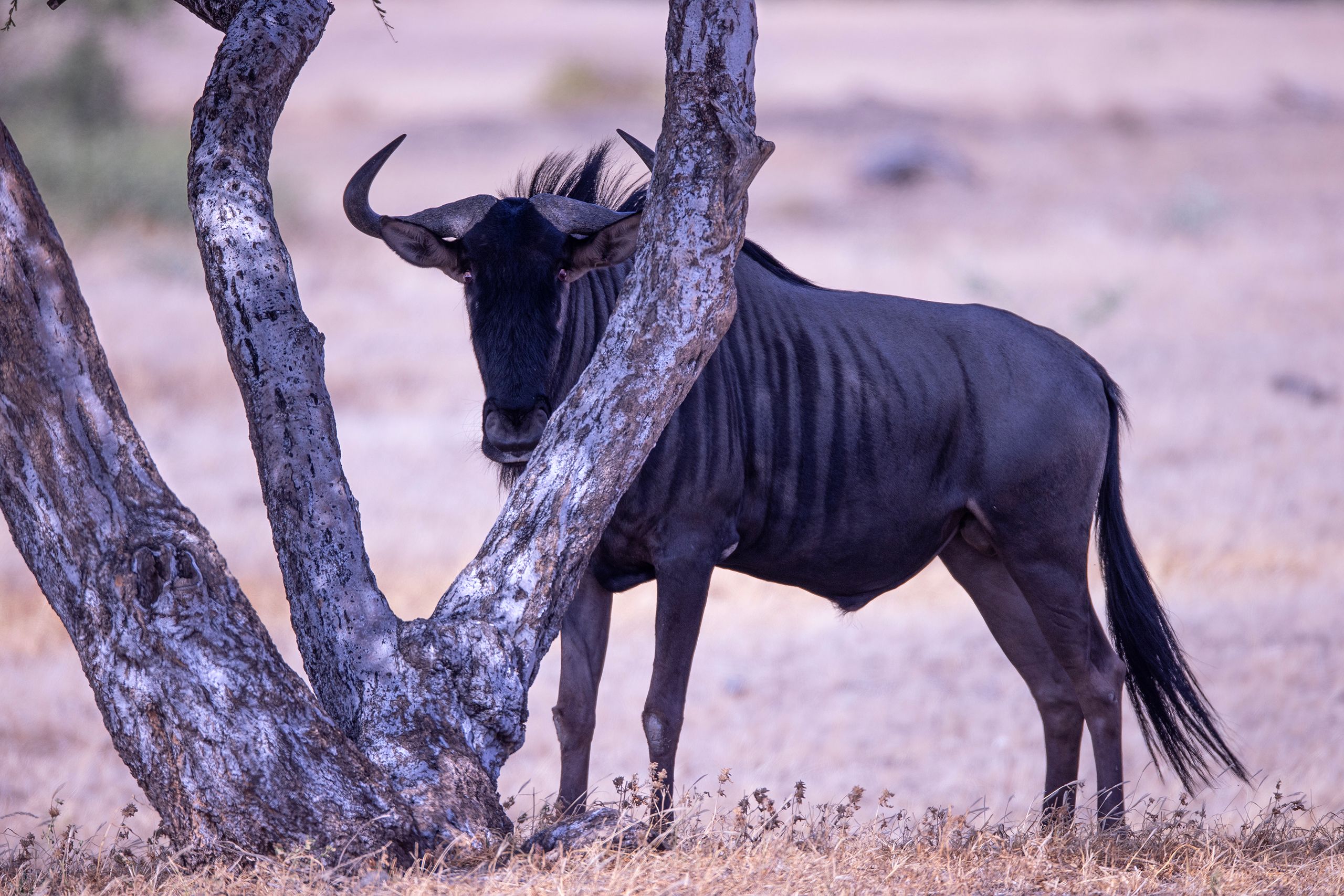 The blue wildebeest (Connochaetes taurinus), also called the common wildebeest, white-bearded gnu or brindled gnu, Wildebeest