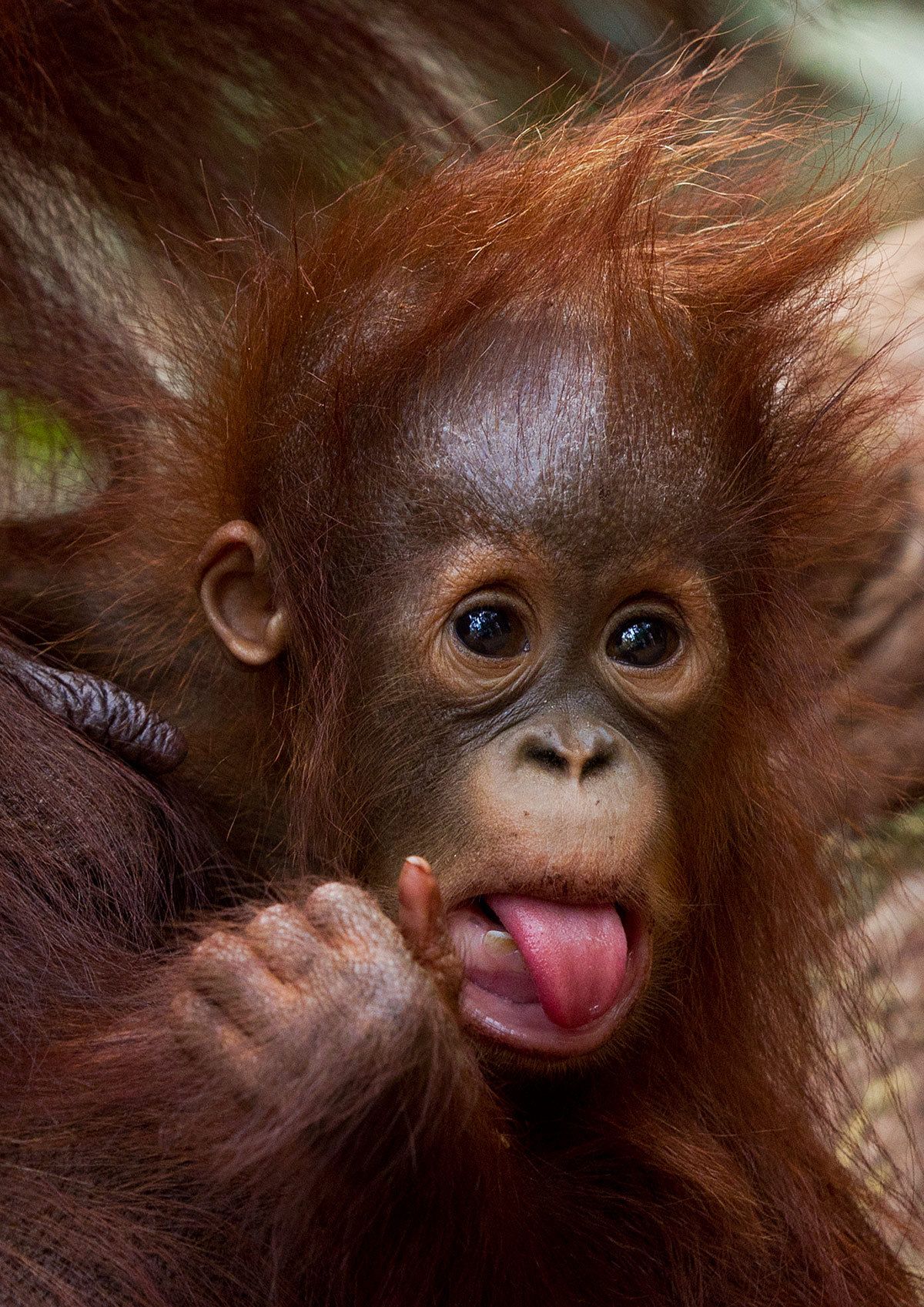 1baby_orangutan_tongue