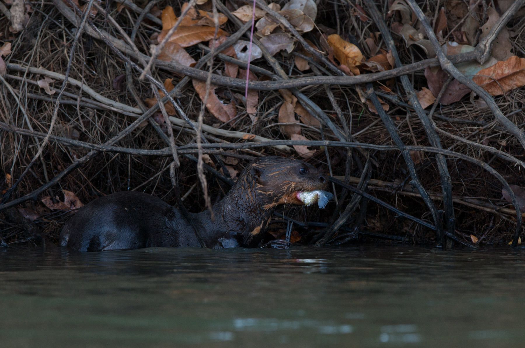 Giant River Otter