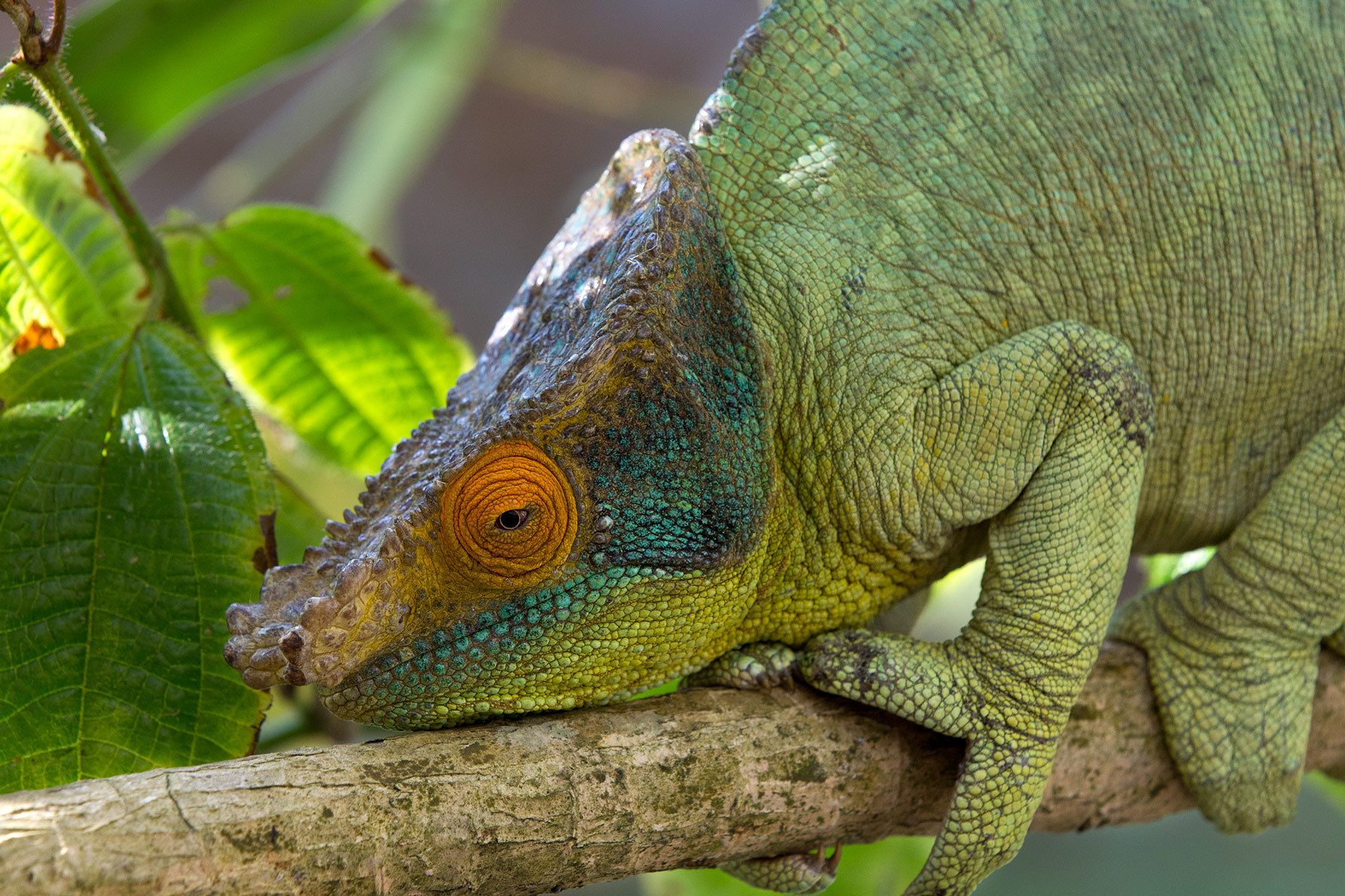 1chameleon_lightgreen