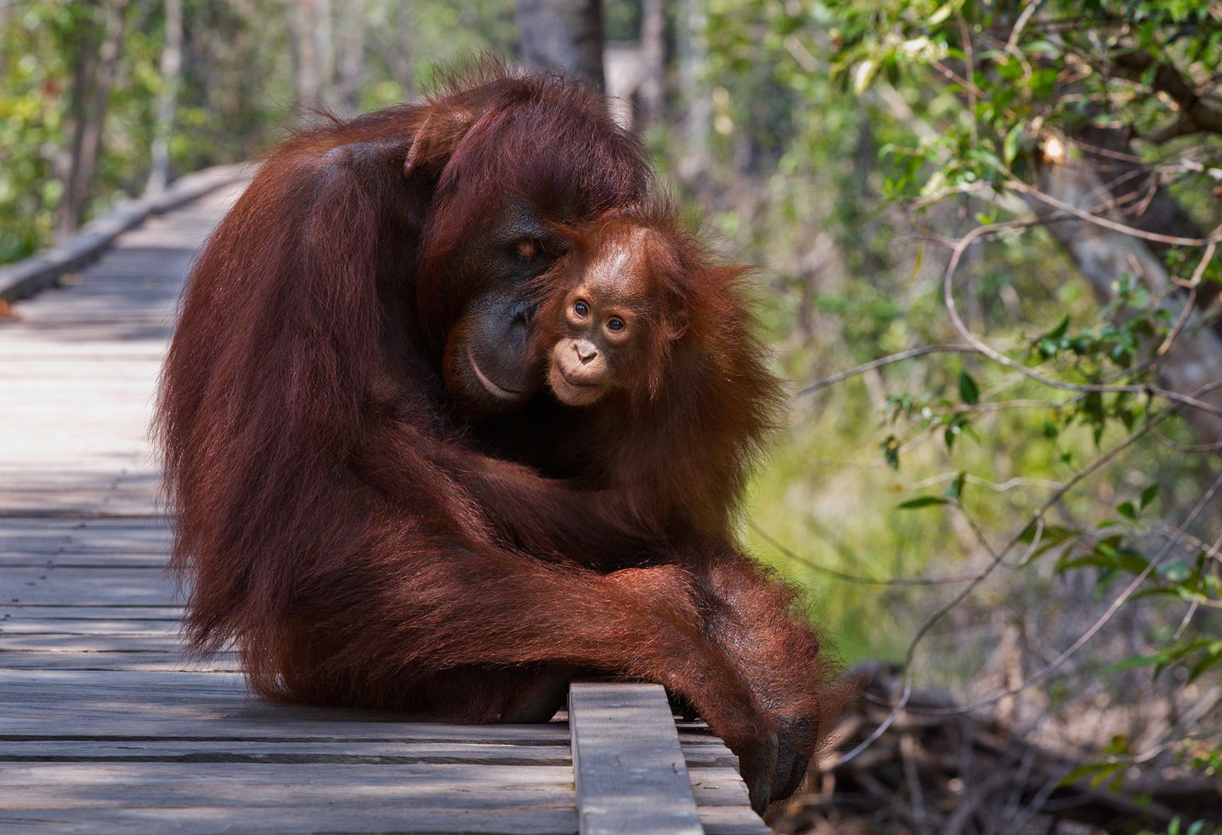 1orangutan_and_child