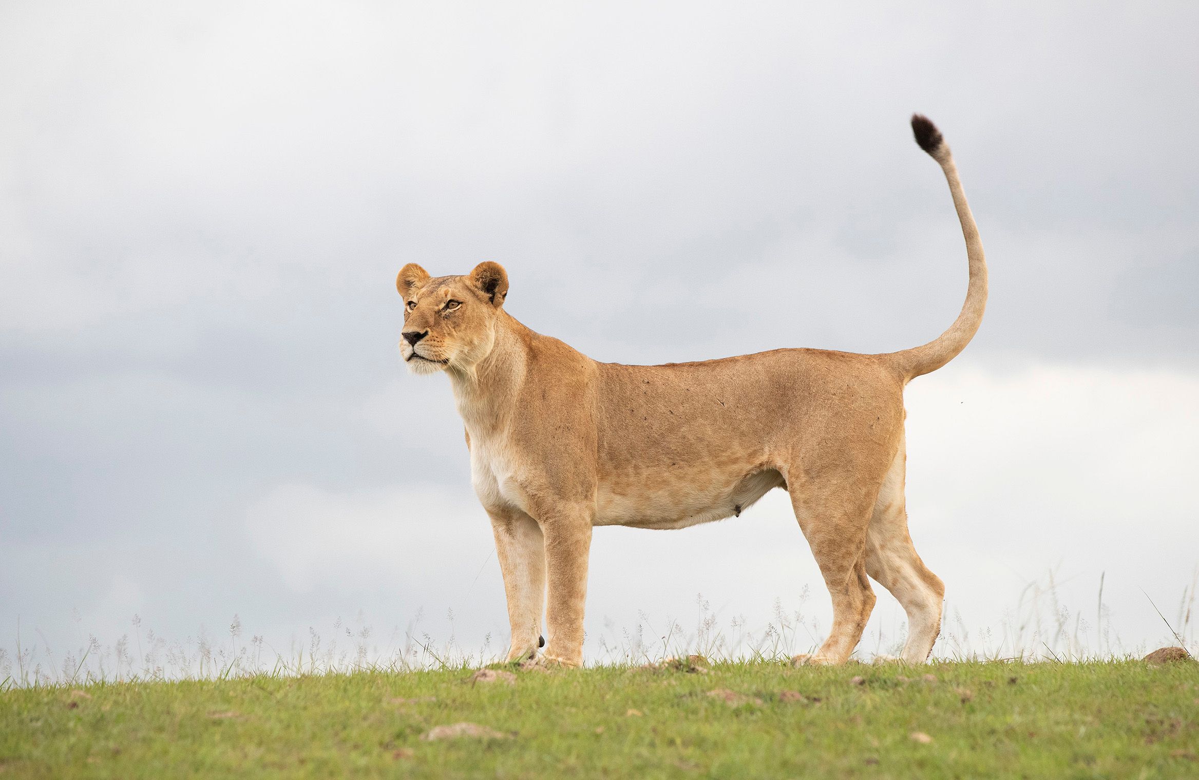 Lioness (Panthera leo). Kicheche Bush Camp, Masai Mara. Kenya. Lioness
