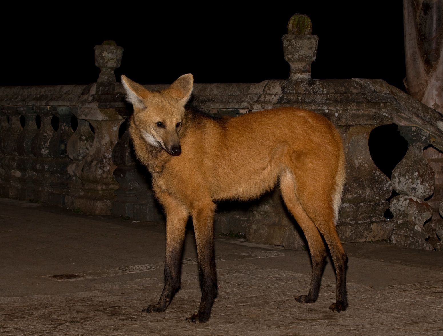 The Mythical Maned Wolf