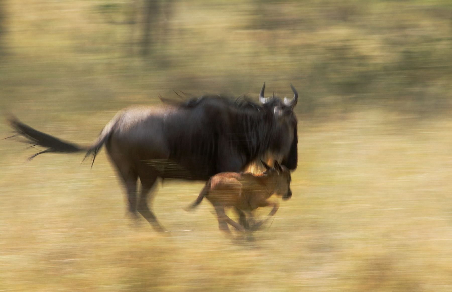The blue wildebeest (Connochaetes taurinus), also called the common wildebeest, white-bearded gnu or brindled gnu Wildebeest