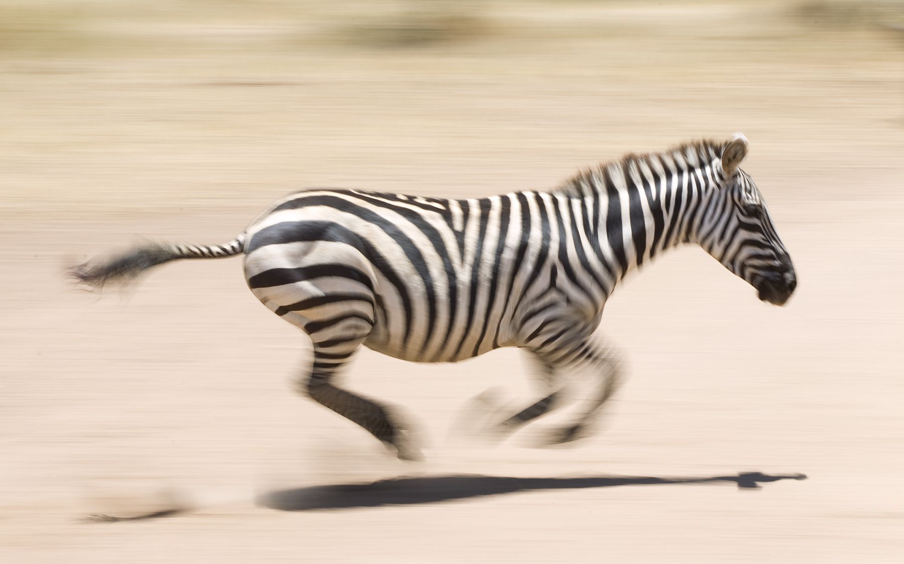 Plain's zebra, Equus burchelliThe shadow of an adult zebra on the run resembles the shape of a torpedo.Seronera Region, Serengeti Ecosystem. Tanzania. Torpedo