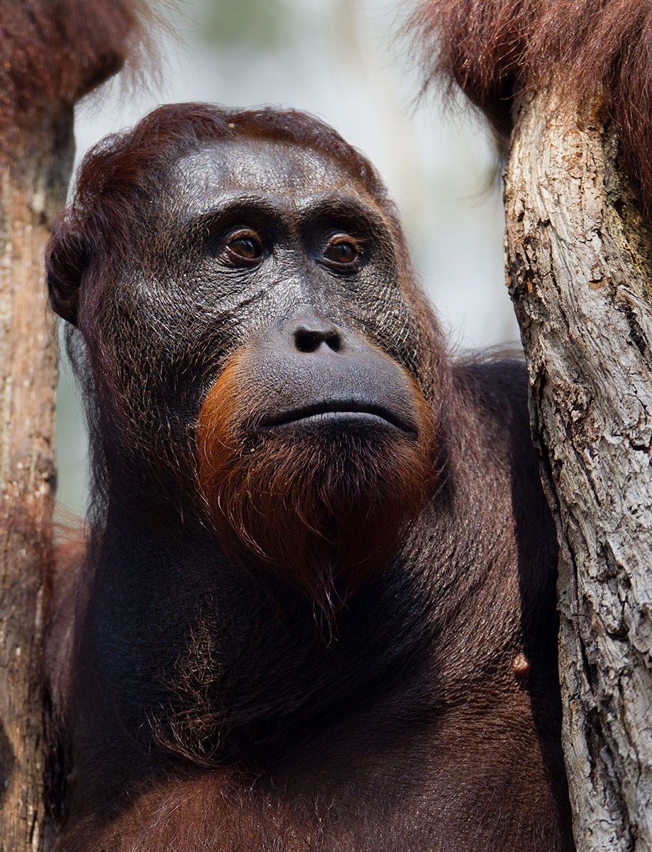 1orangutan_4