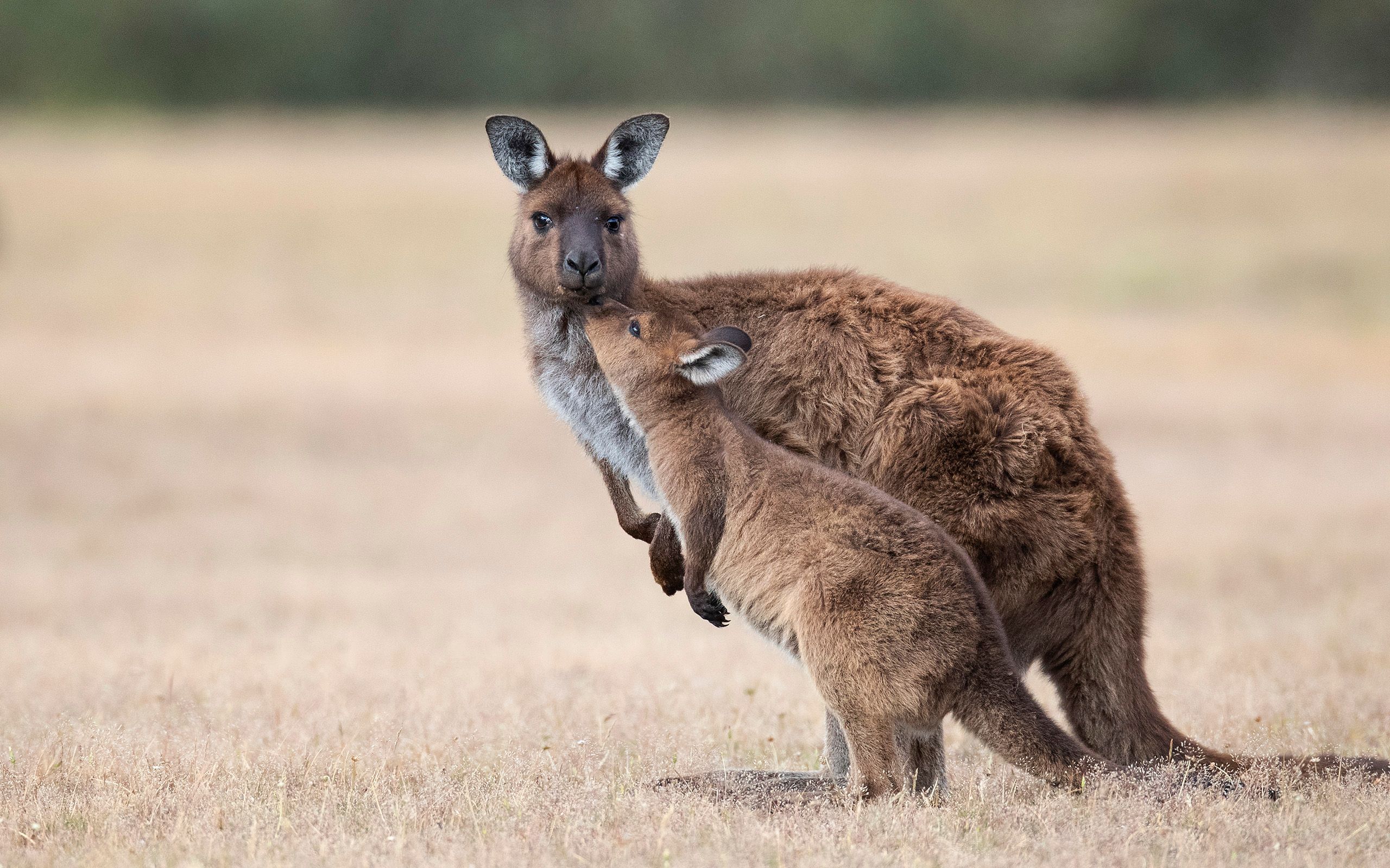 Red Kangaroo