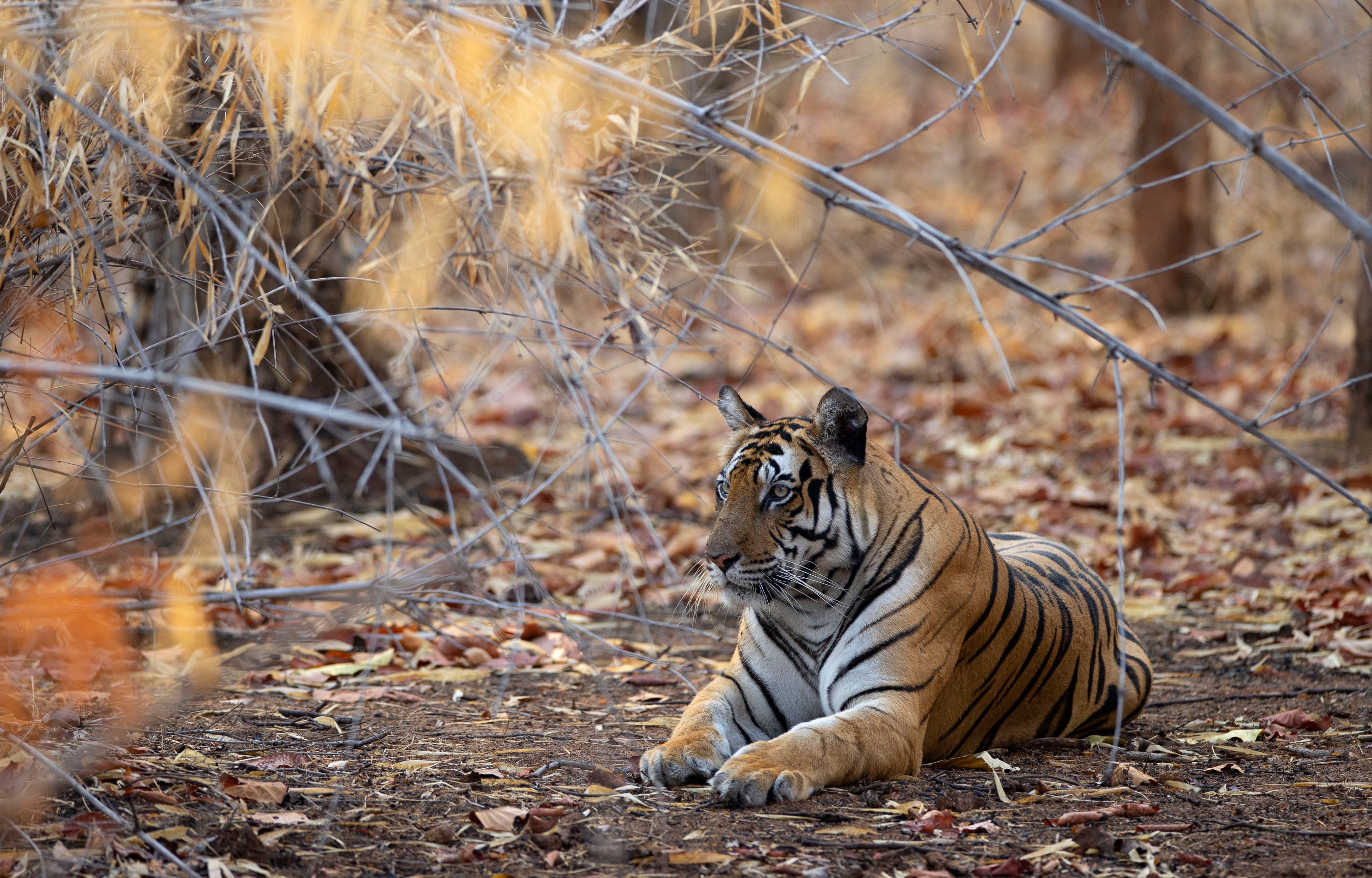 Bengal tiger (Panthera tigris). Bandhavgarh National Park, INDIA BENGAL TIGER - Adult Female