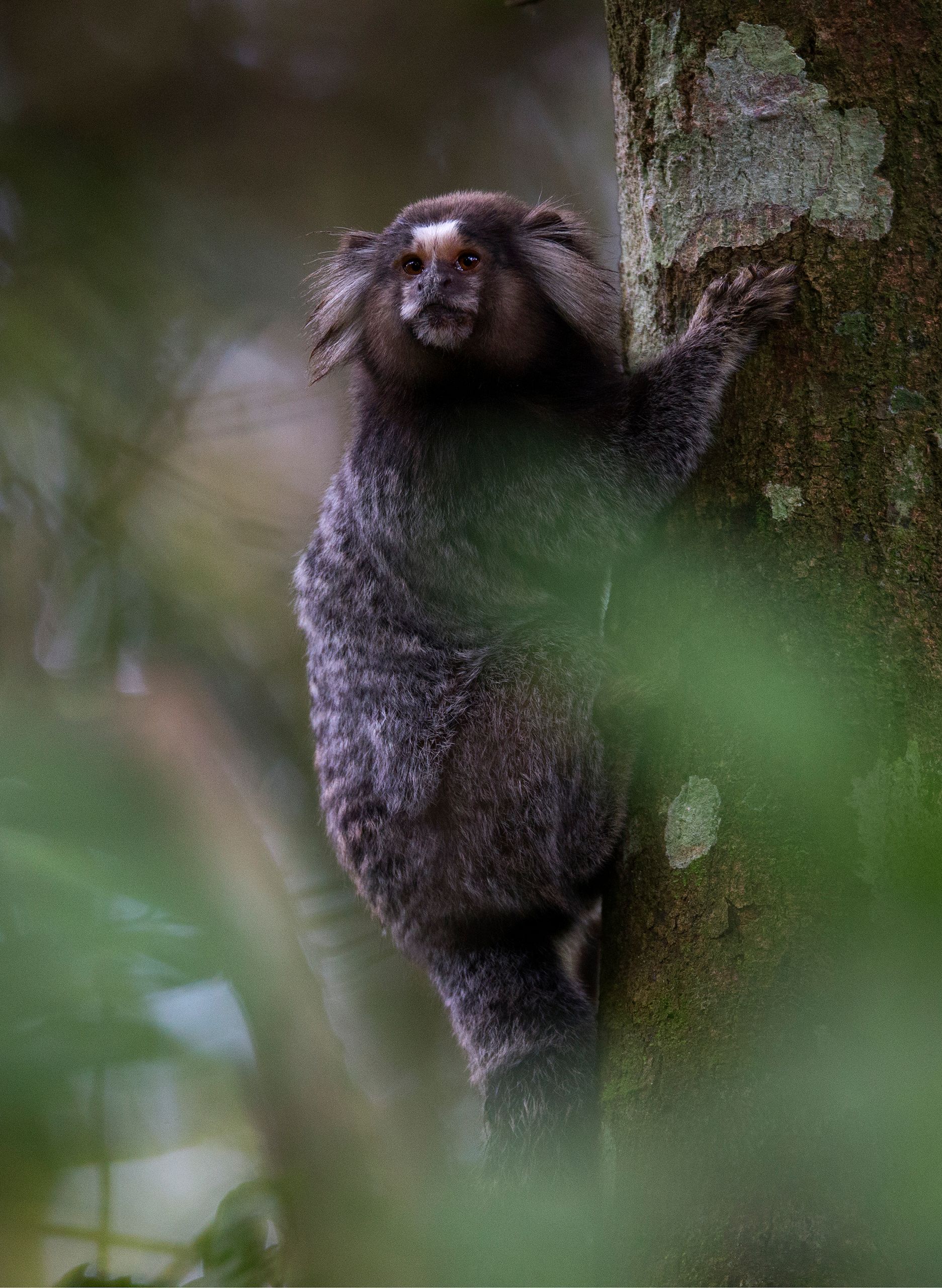 Marmoset