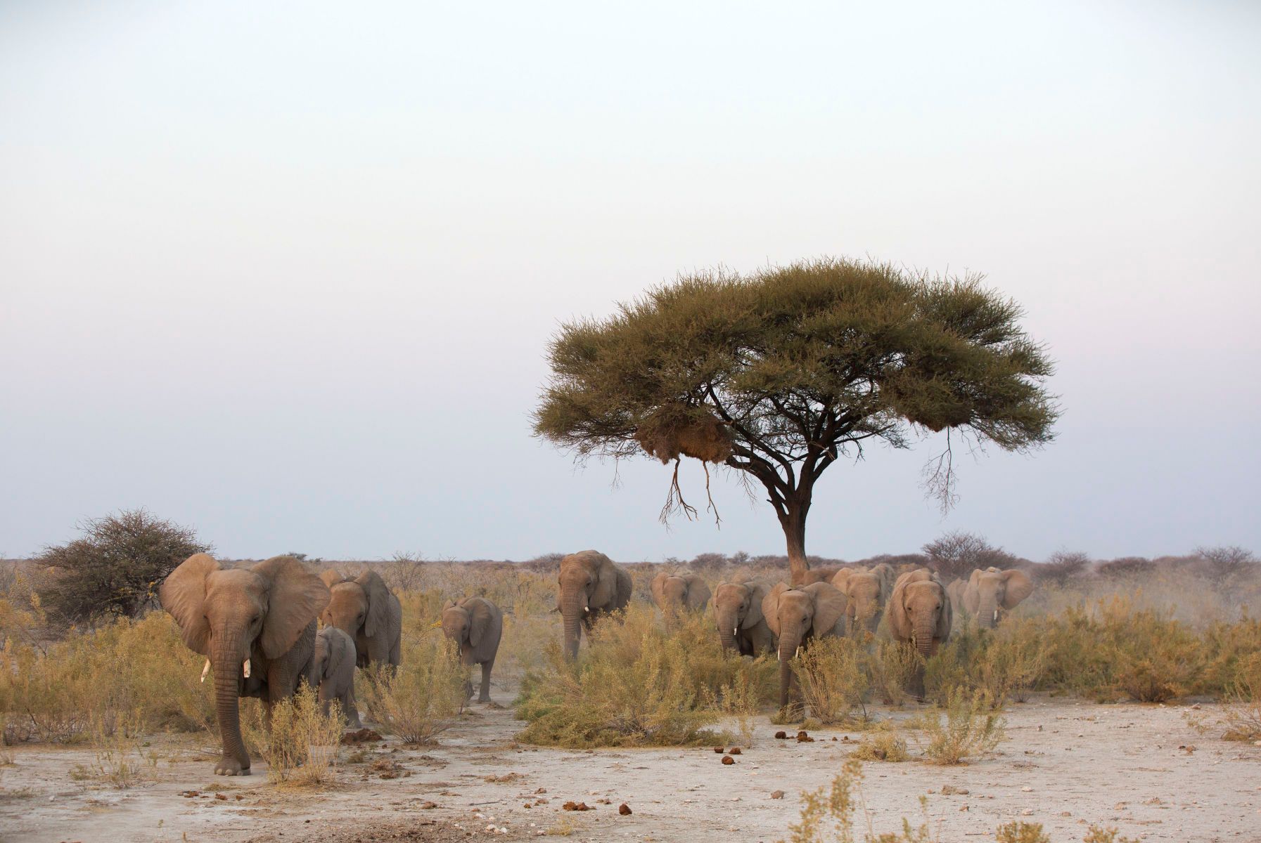 African bush elephant (Loxodonta africana), also known as the African savanna elephant. African Elephant Herd