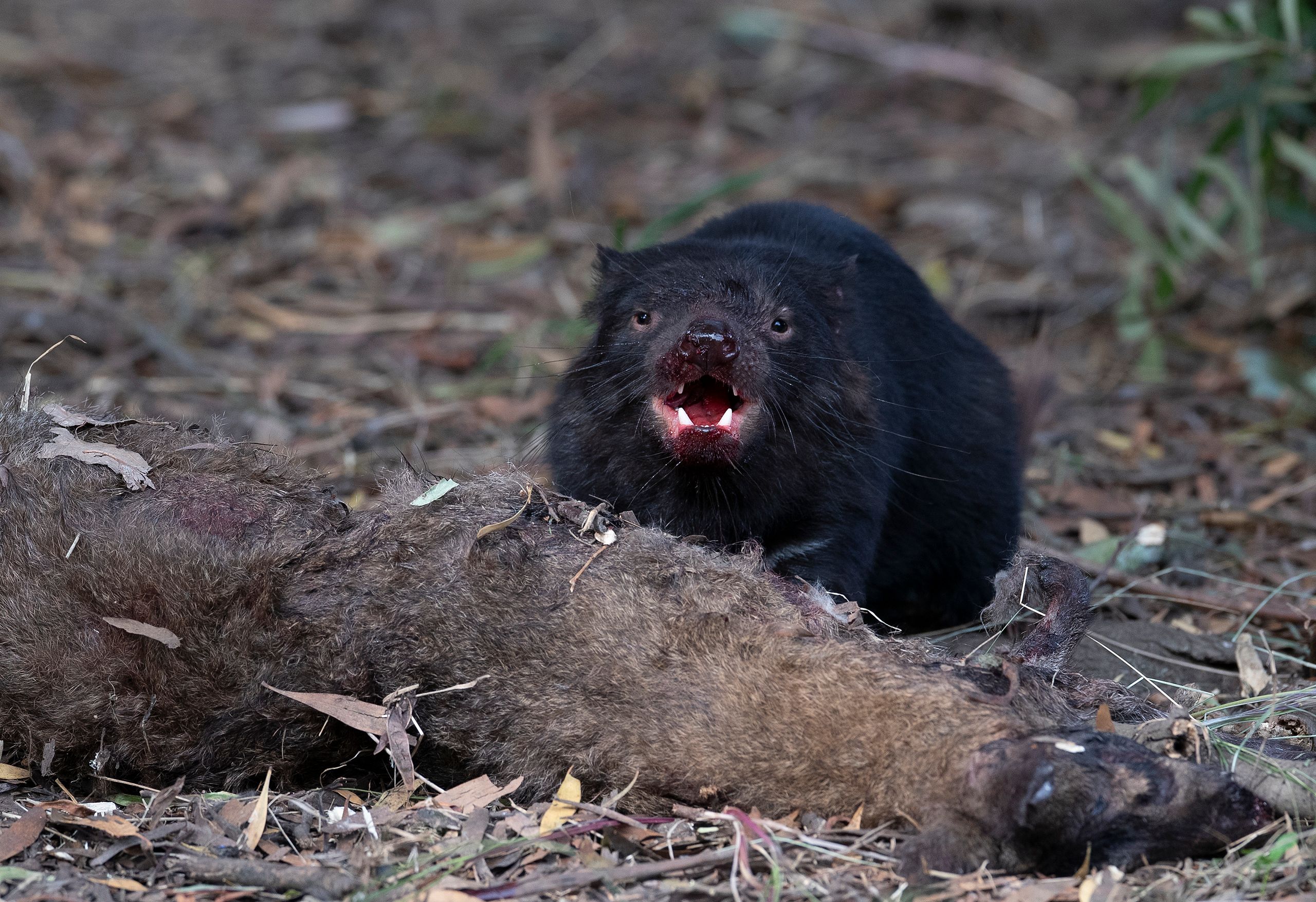Tasmanian Devil
