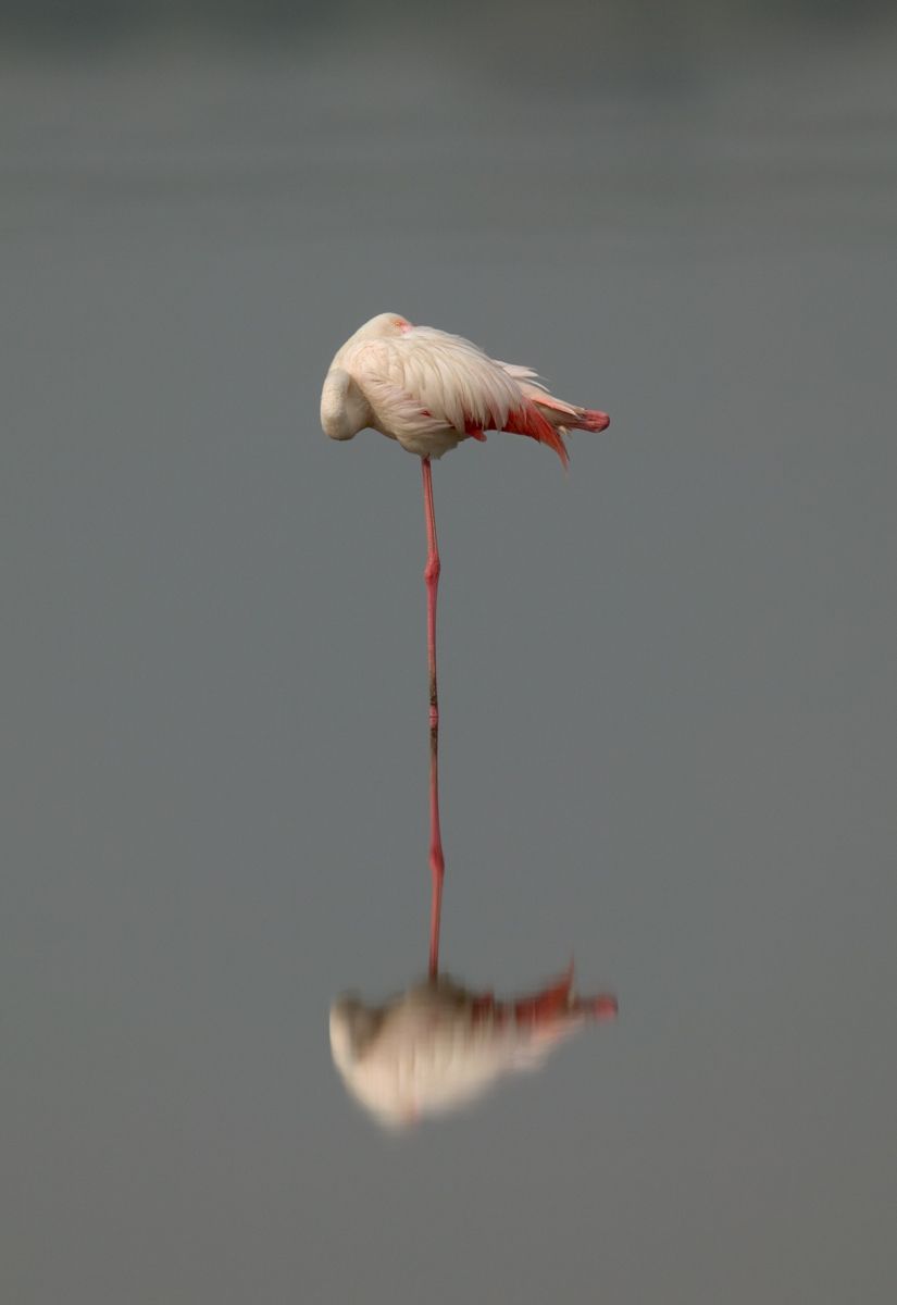 Flamingo Reflexion