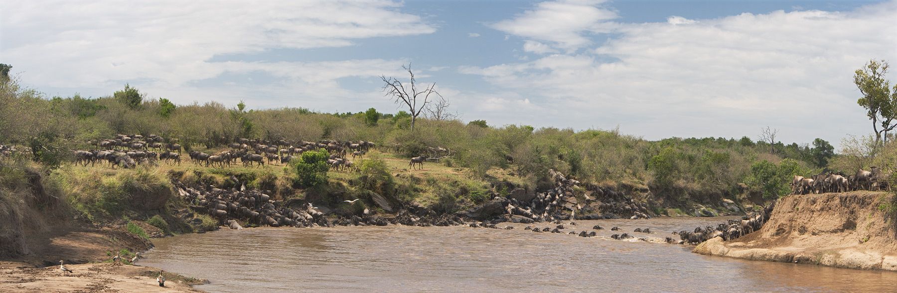 1crossing_mara_river_pano_flat_mf