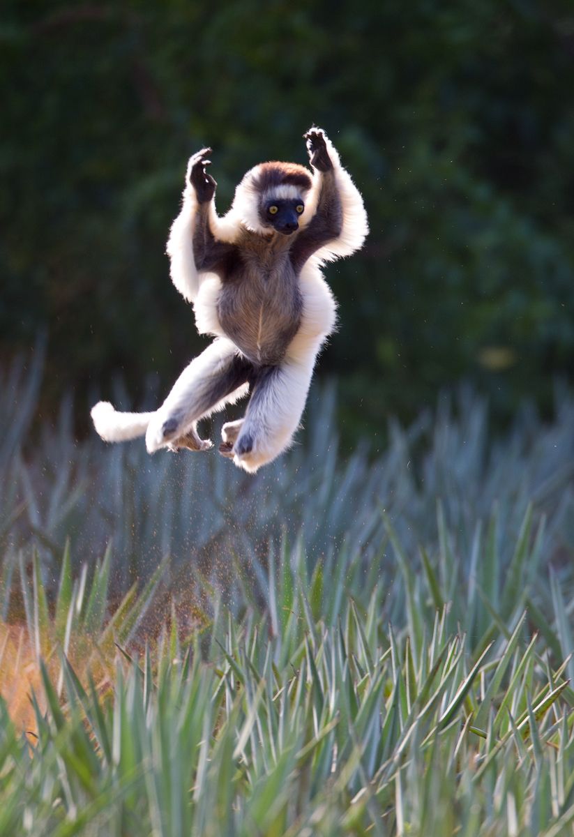 1leap