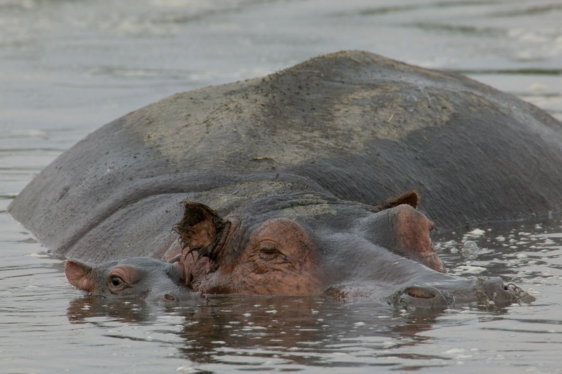 1hippo_mother