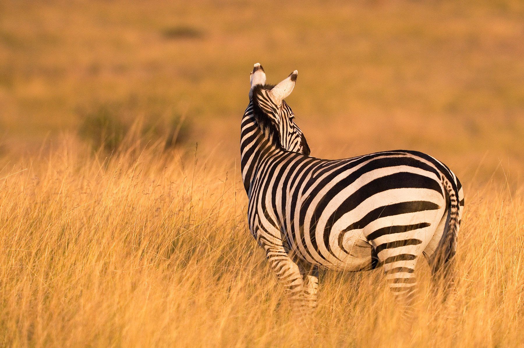 Plains Zebra, Equus burchelliGolden light during sunset at the Masai Mara National Park.Kenya. Golden light