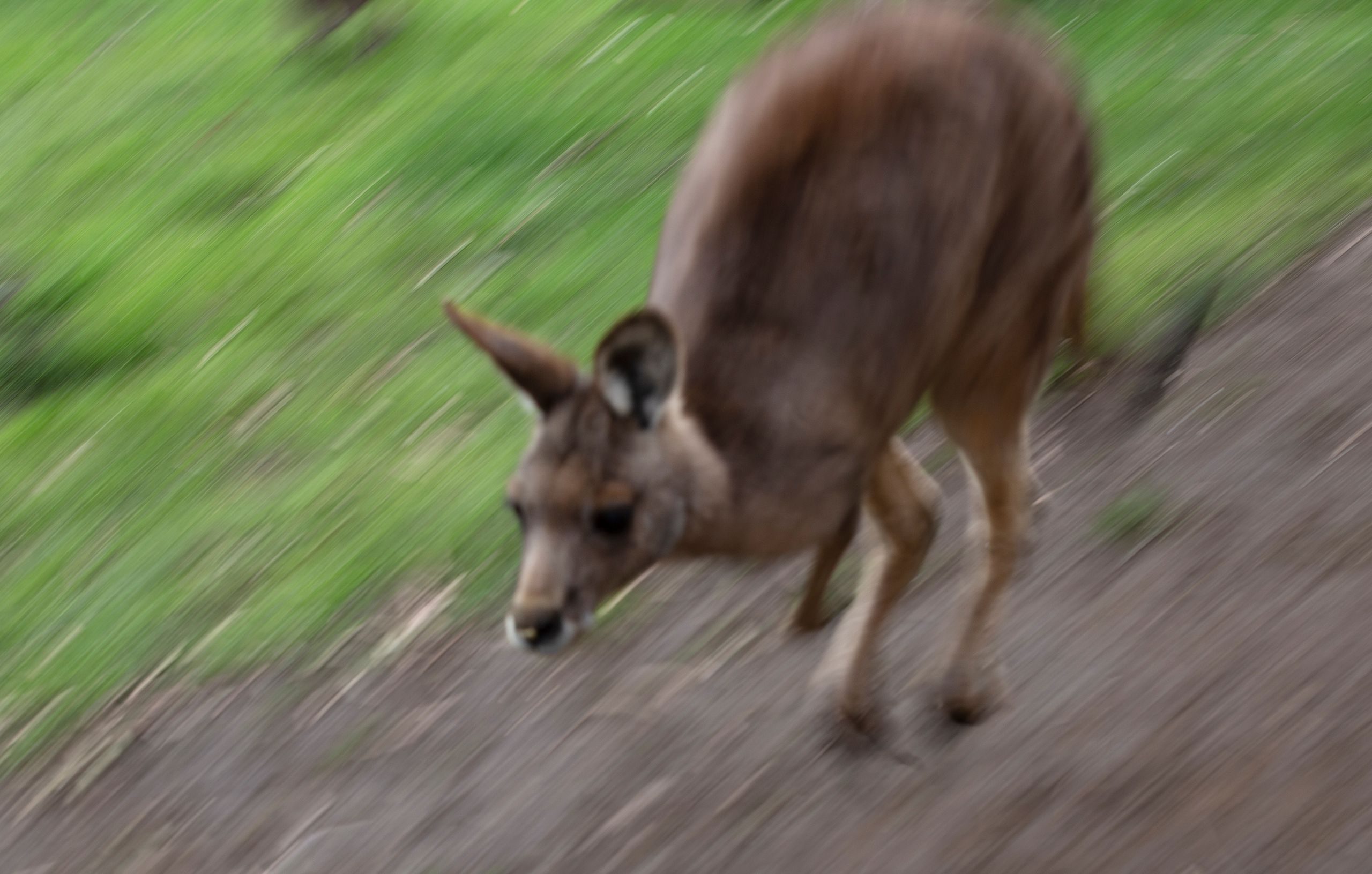 Kangaroo