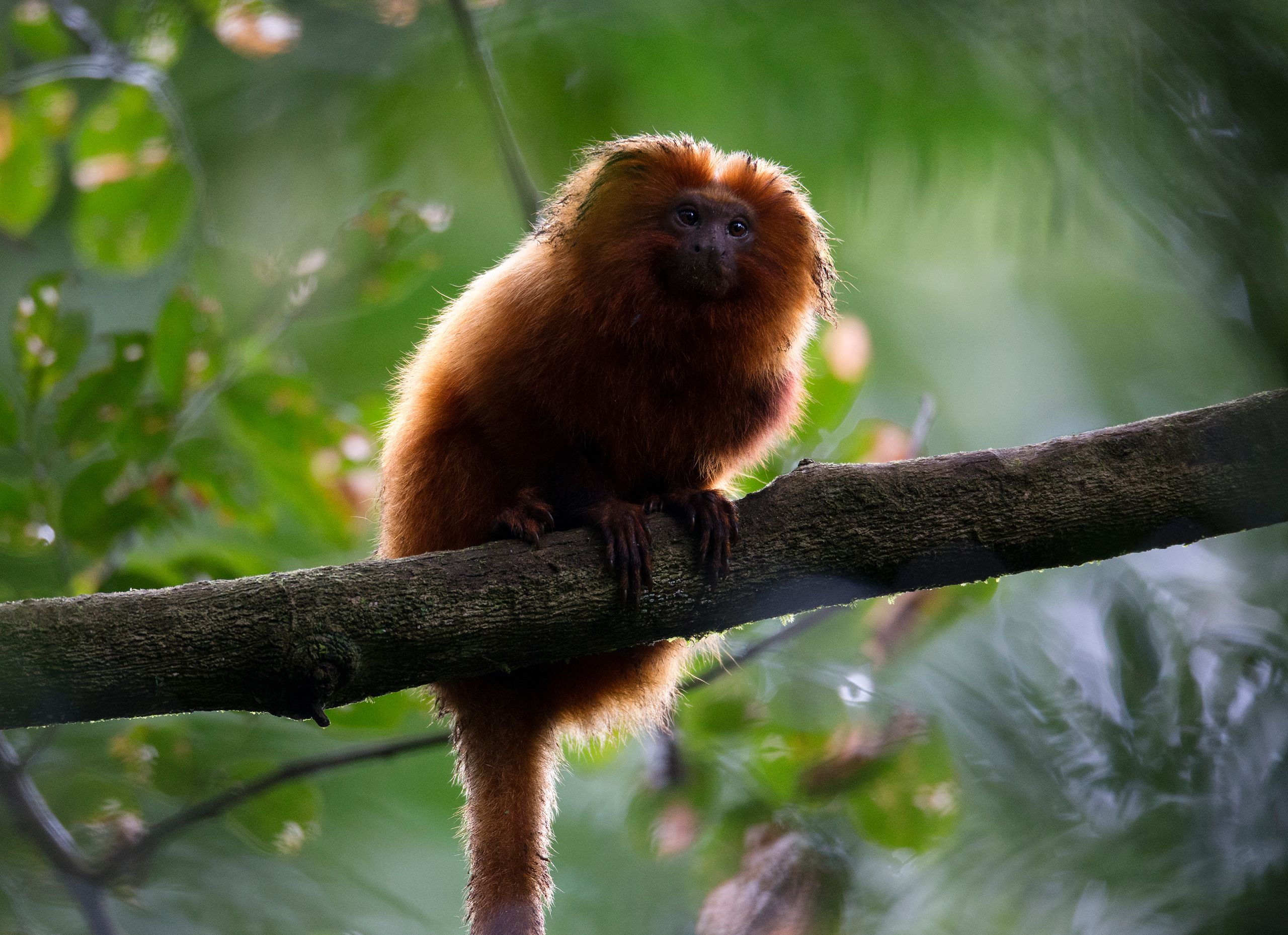 Golden Lion Tamarin