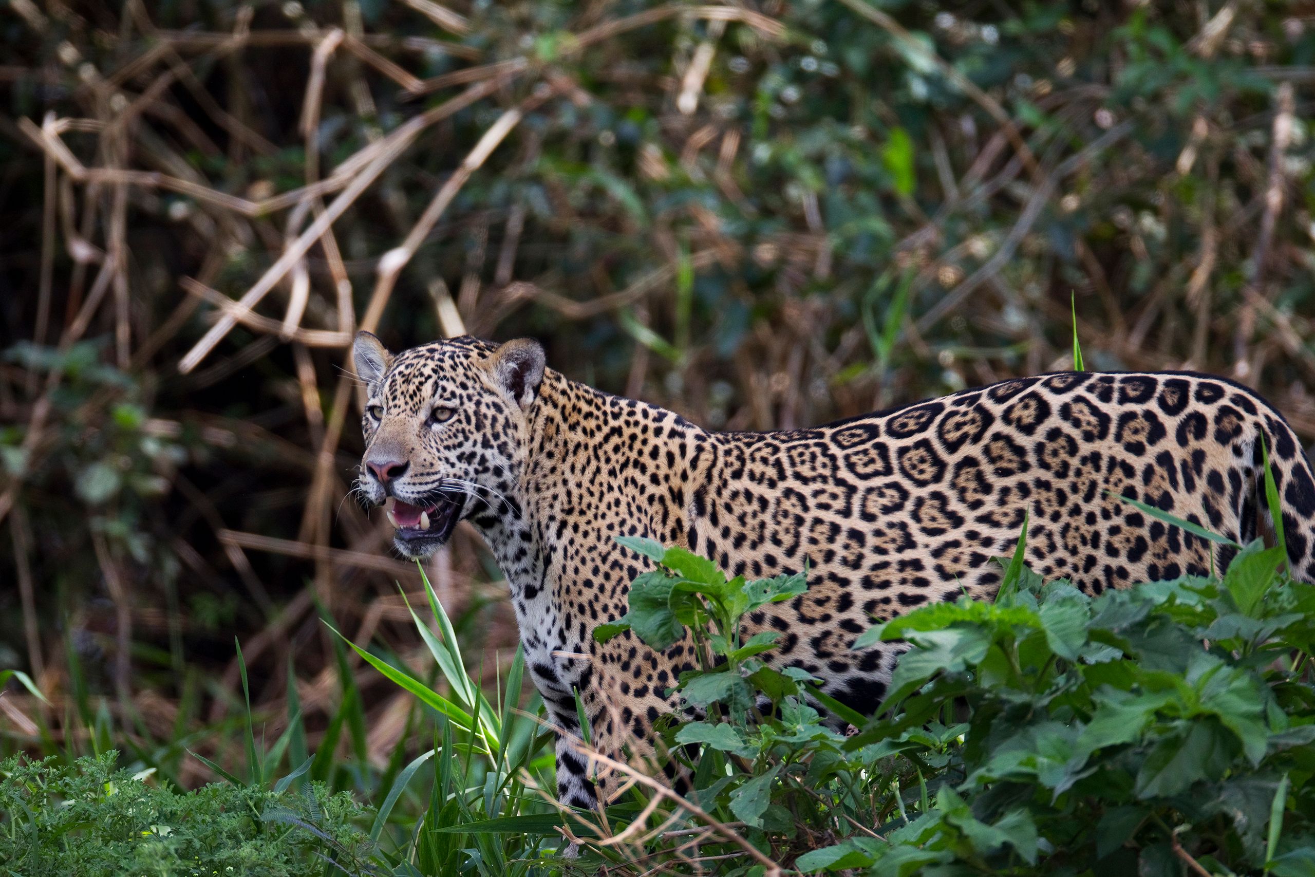 WILDLIFE of SOUTH AMERICA - wild nature photography