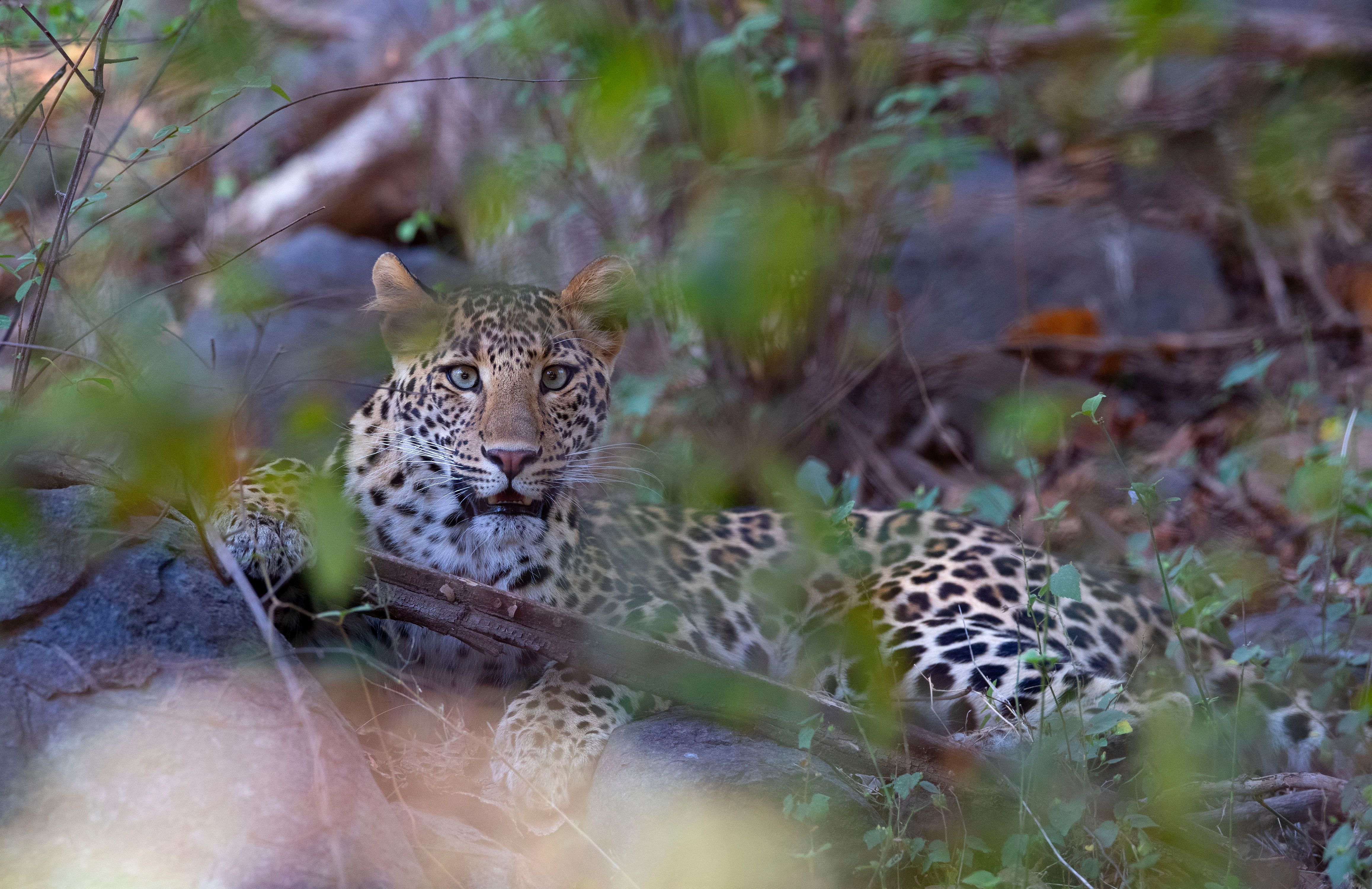 Indian Leopard (Panthera pardus fusca). Ranthambore National Park, INDIA.  LEOPARD