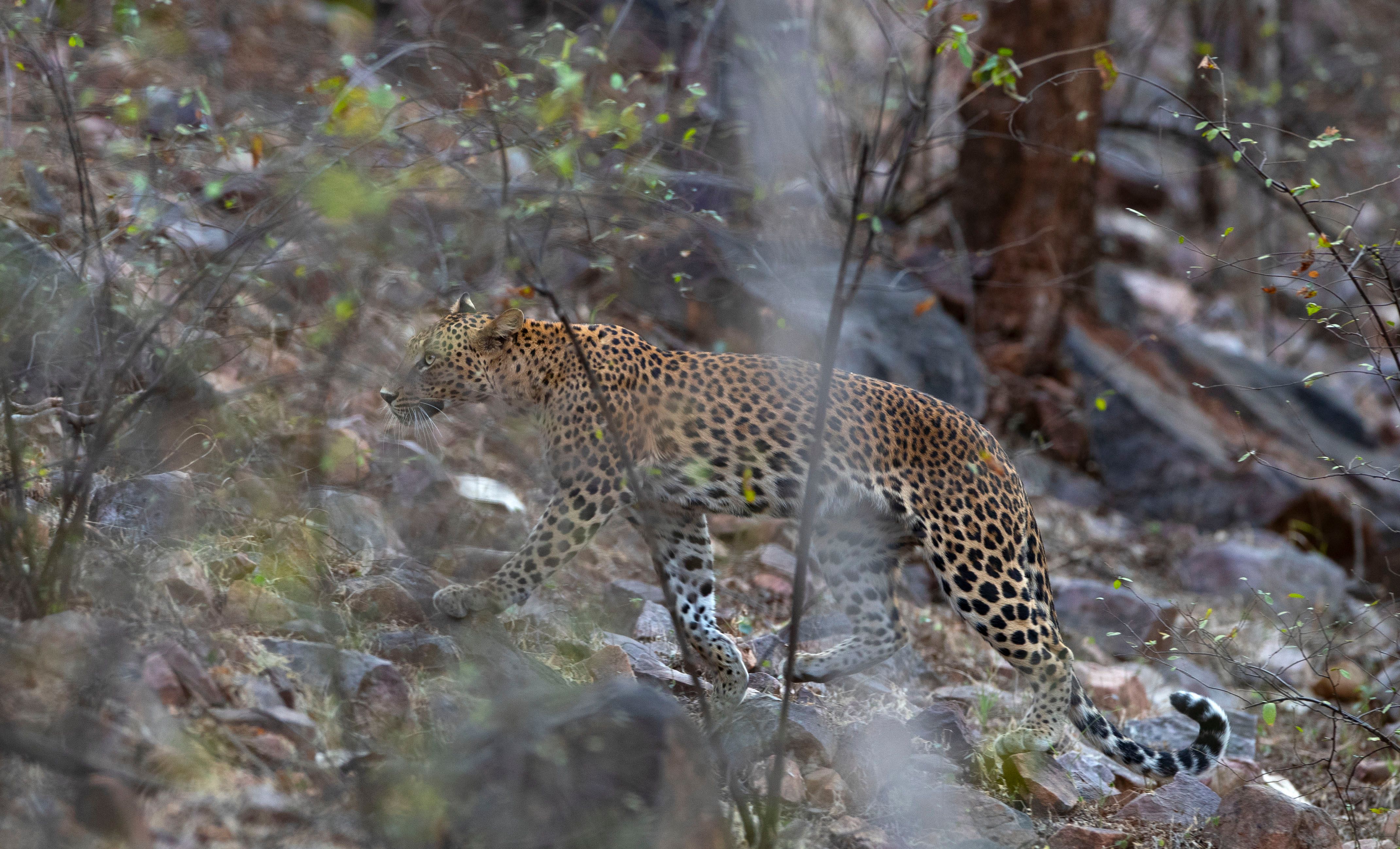 Indian Leopard (Panthera pardus fusca). Ranthambore National Park, INDIA.  INDIAN LEOPARD