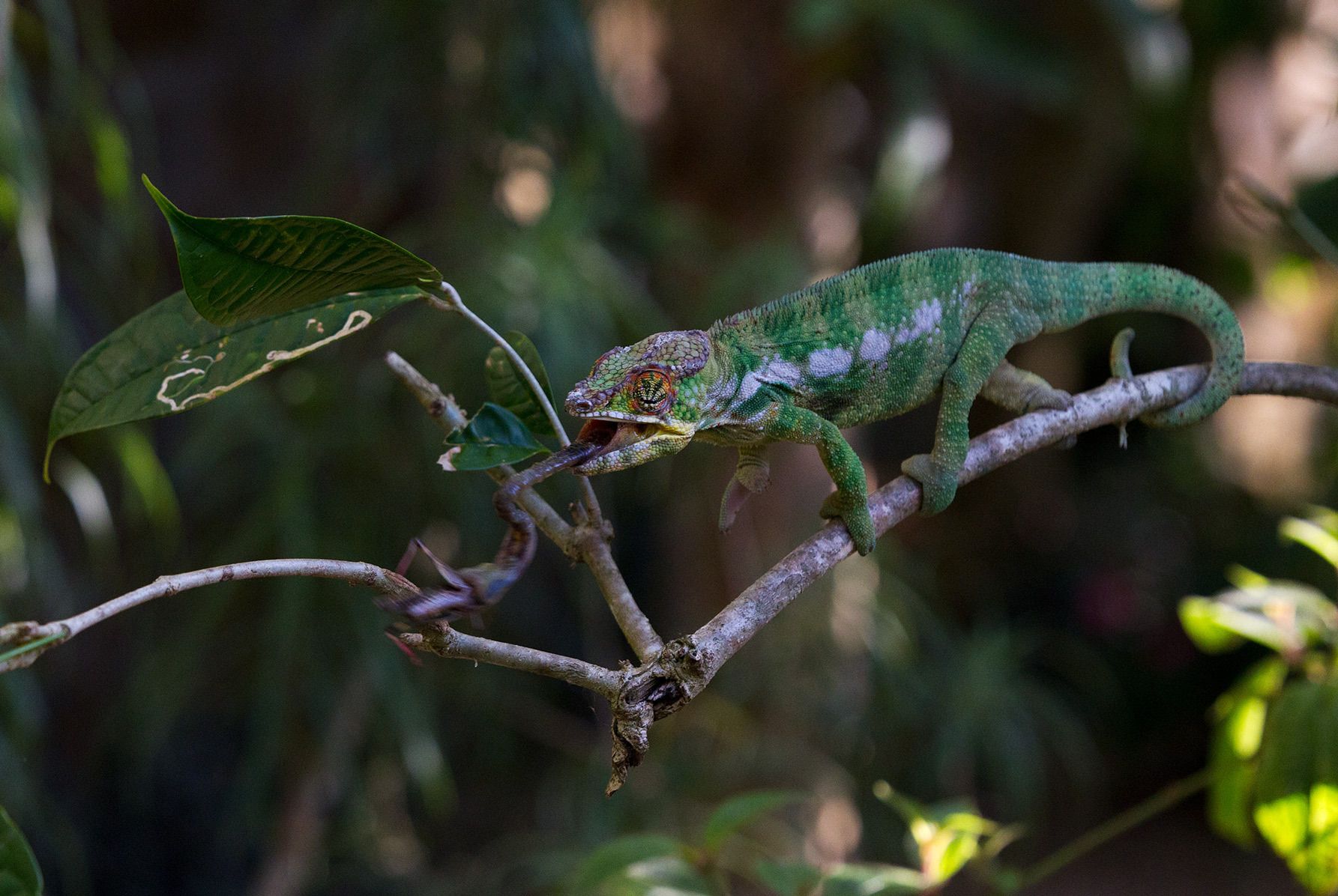 1chameleon_prey