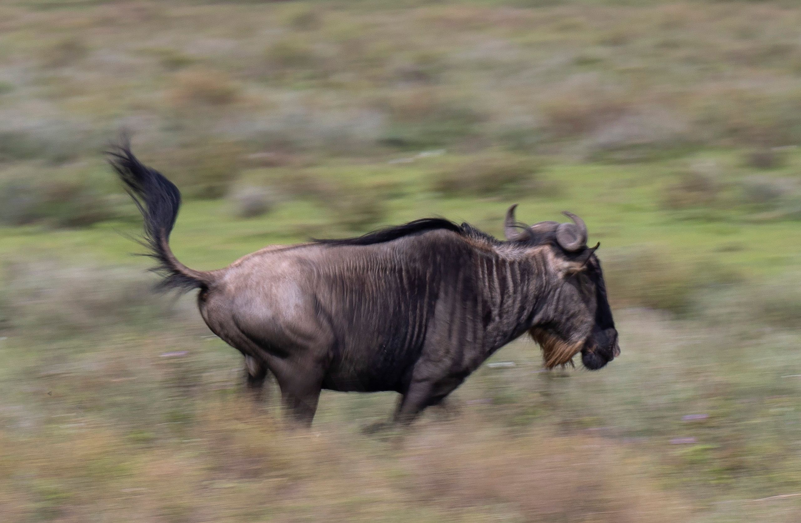 The blue wildebeest (Connochaetes taurinus), also called the common wildebeest, white-bearded gnu or brindled gnu, Wildebeest - Ndutu Region. Serengeti.