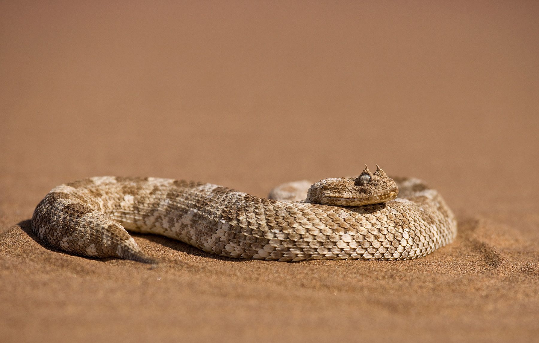 1horned_snake