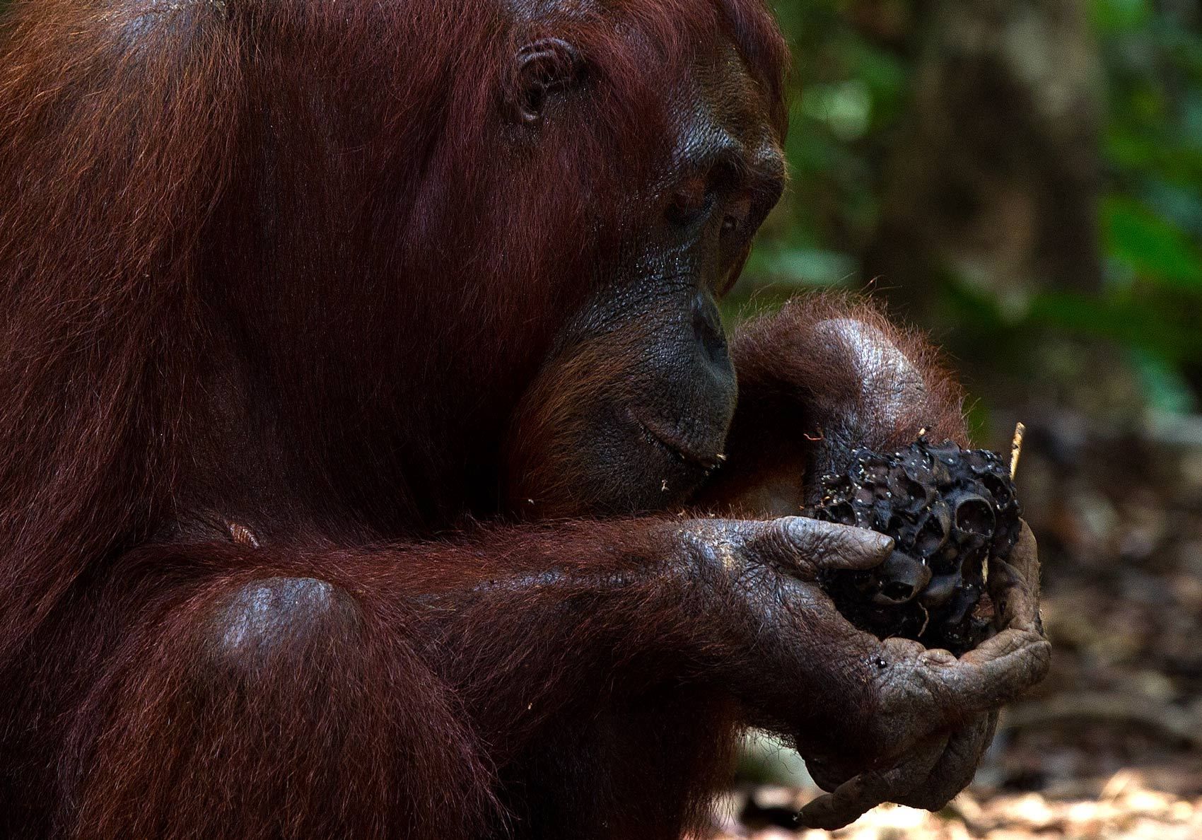 1the_orangutan_and_the_termite