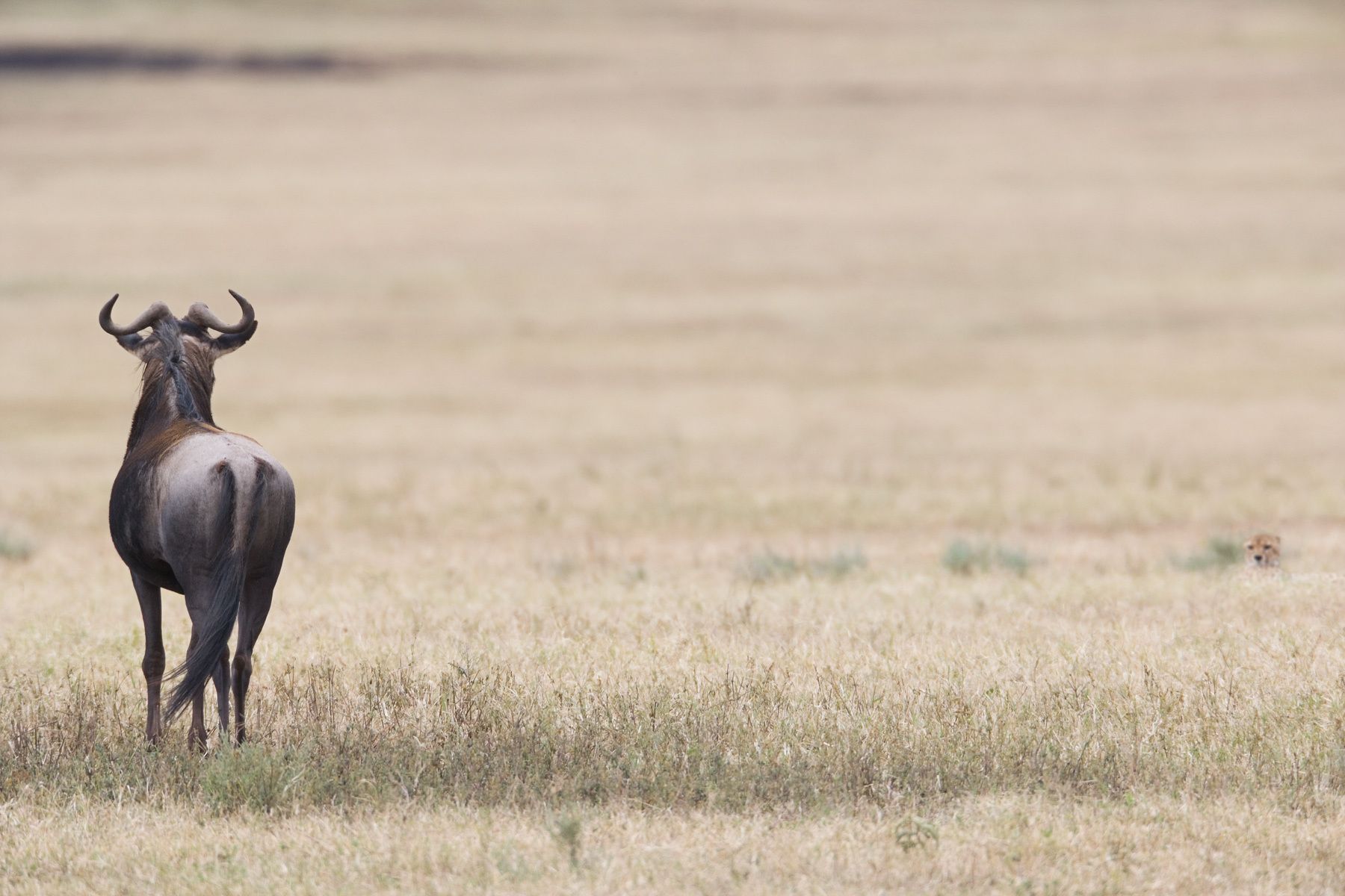 Wildebeest or Gnu (Connochaetes taurinus)An adult male blue wildebeest stands its ground after facing the sudden presence of a single cheetah in its territory. During mating season male wildebeests fearcely defend their territory, which eventually will be visited by a herd of females. He will try to hold them in its territory and mate while defending them from other male intruders. Adult wildebeests are generaly not in the cheetah's menu. They are too big and strong and cheetahs would avoid any risk of injury during hunting, however, many newborn and younger wildebeest are often taken down by cheetahs. The Standstill