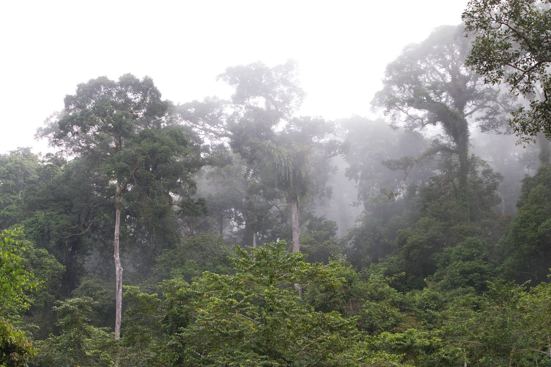 1borneo_jungle