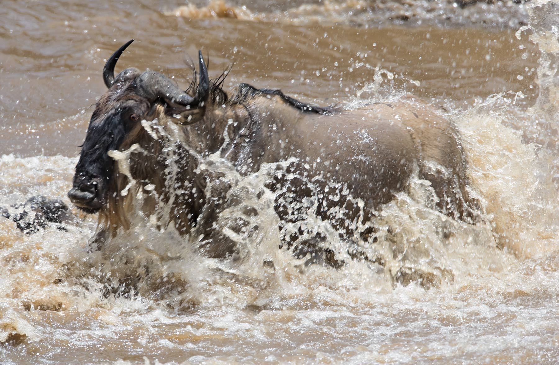 The blue wildebeest (Connochaetes taurinus), also called the common wildebeest, white-bearded gnu or brindled gnu. Mara River crossing, Masai Mara, Kenya.  Mara River Crossing