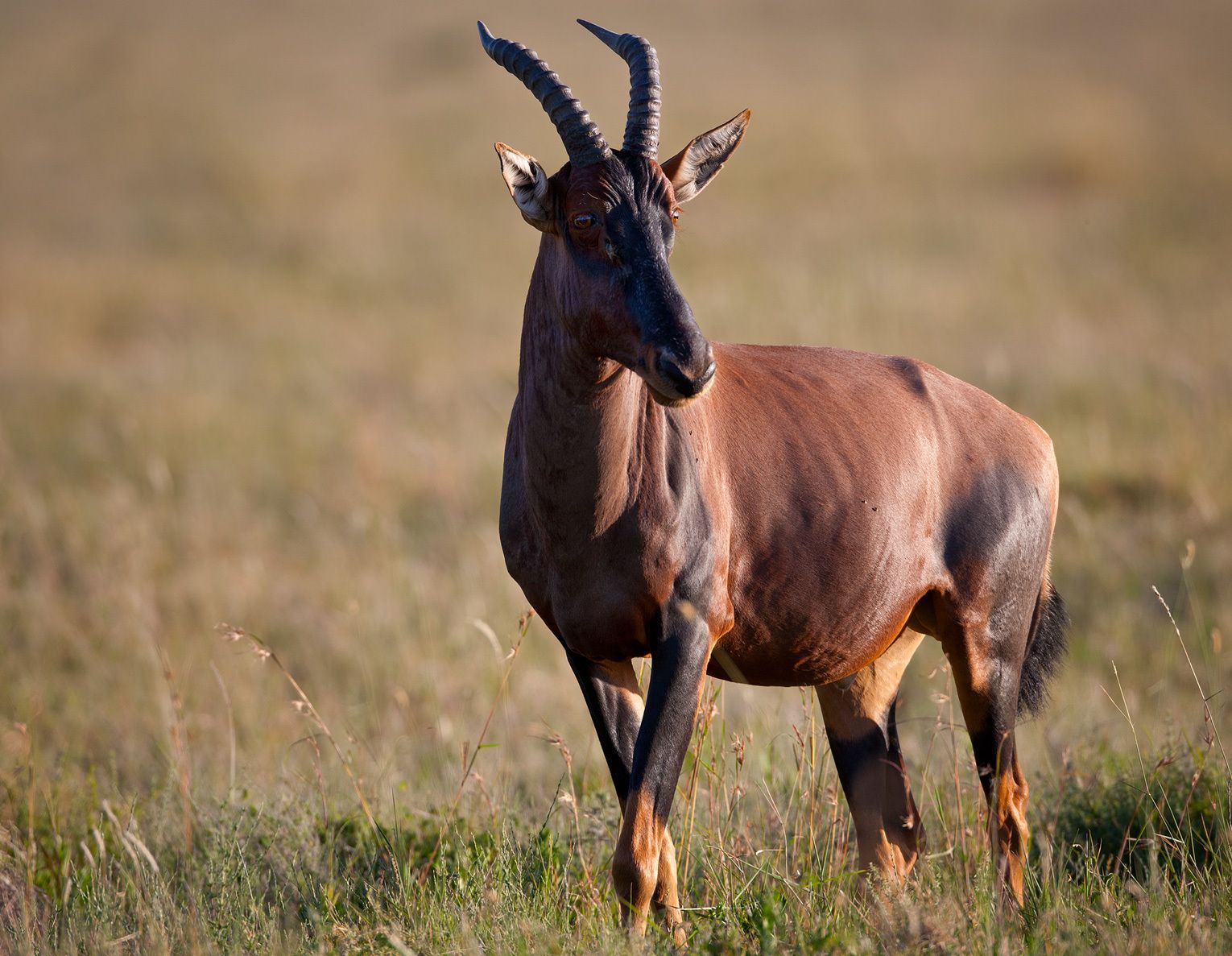 Topi (Damaliscus lunatus). Serengeti National Park. Tanzania Topi