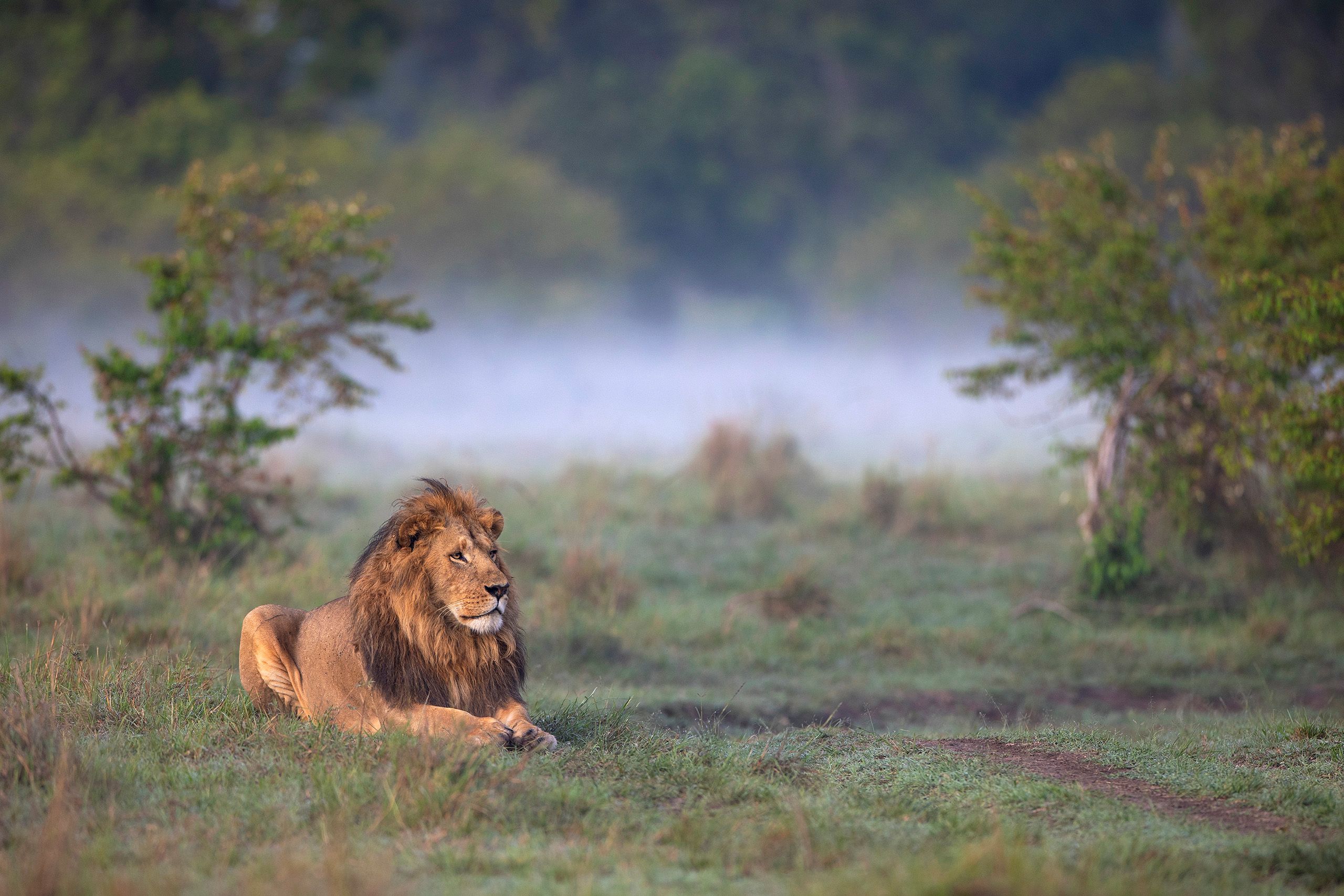 Lion, (Panthera leo). Adult male lion basking in the early morning light.  Kicheche Bush Camp, Masai Mara, Kenya.  Lion In The Mist