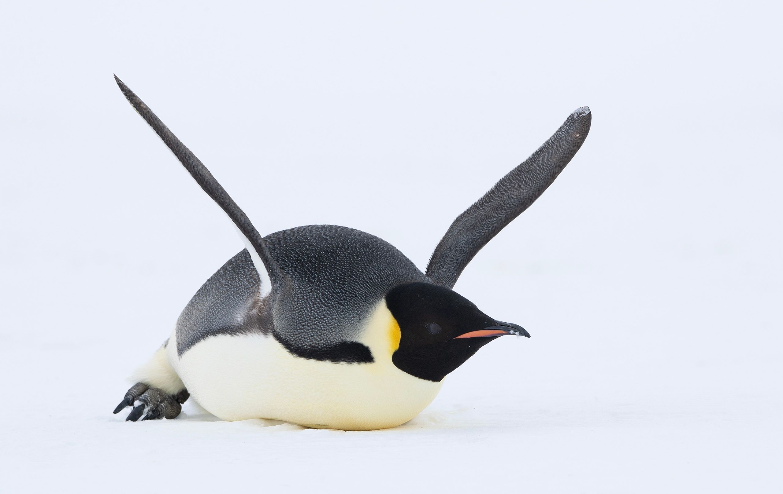 Emperor Penguins (Aptenodytes Forster)