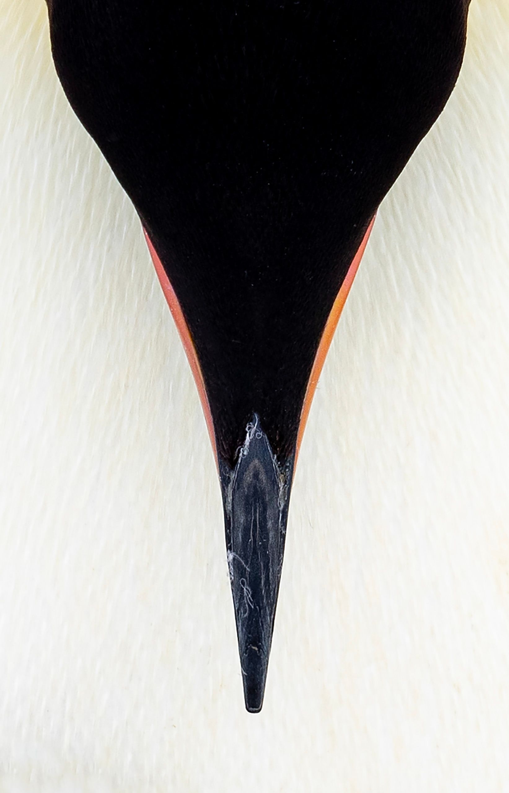 Emperor Penguins (Aptenodytes Forster)