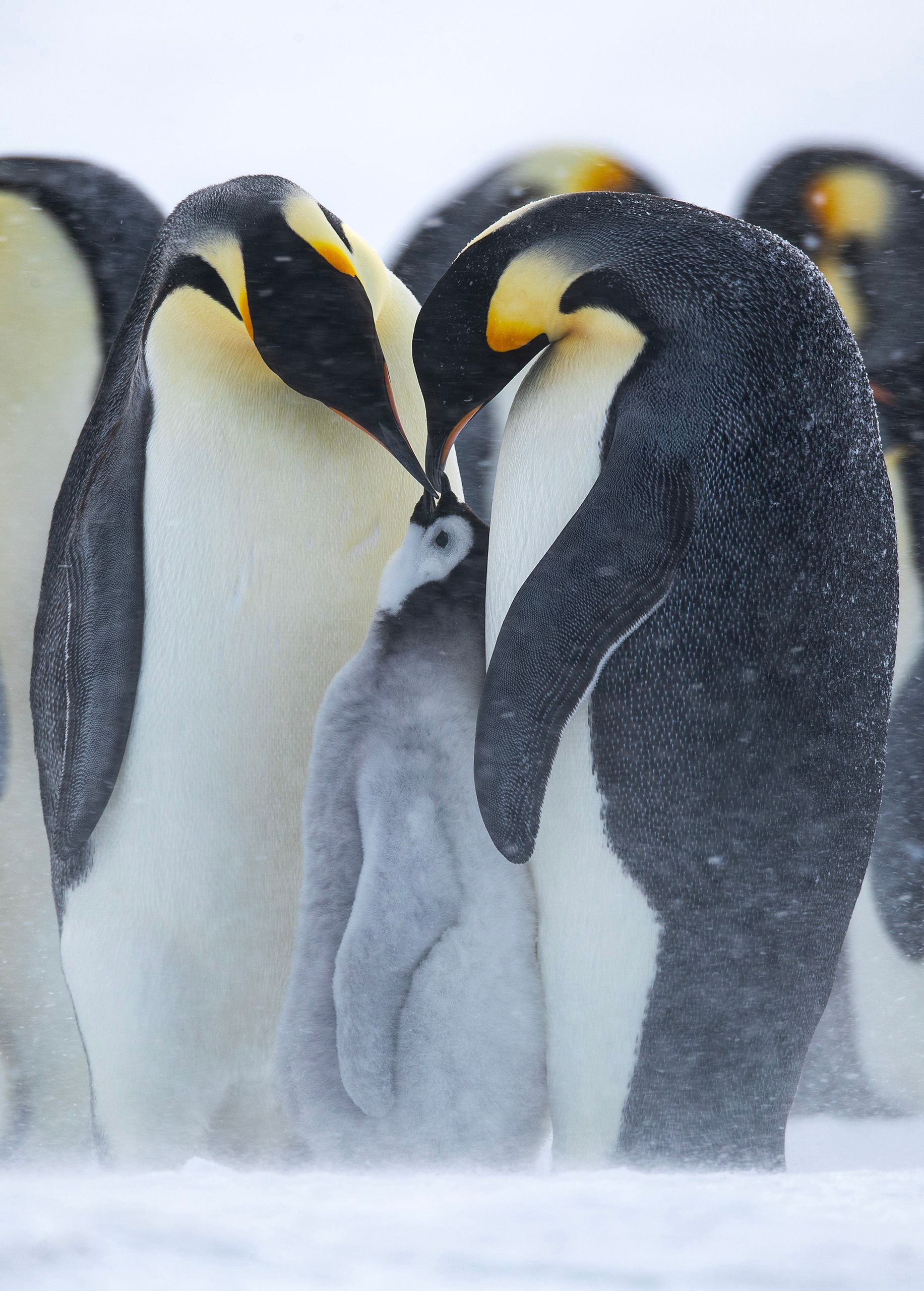 Emperor Penguins (Aptenodytes Forster)