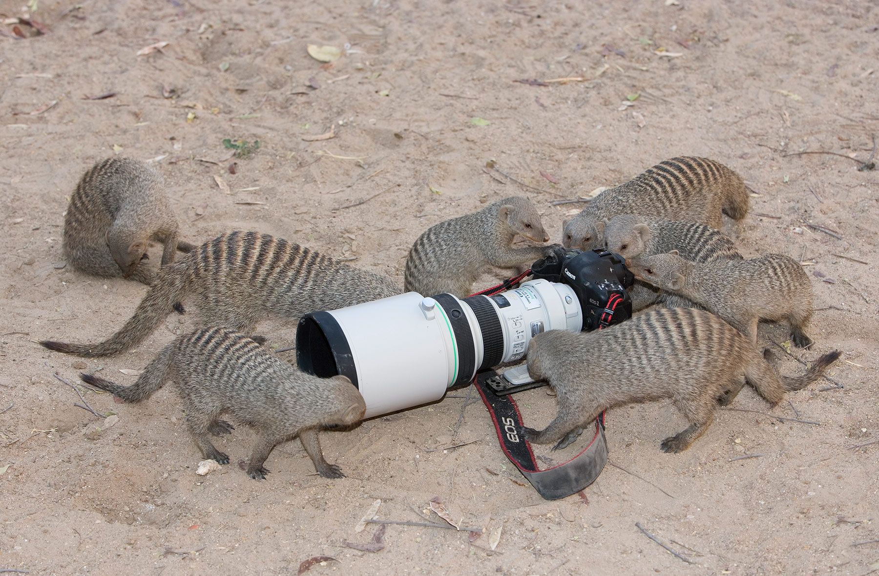 Banded Mongoose (Mungos mungo). Etosha National Park. Namibia.  Object of  Desire