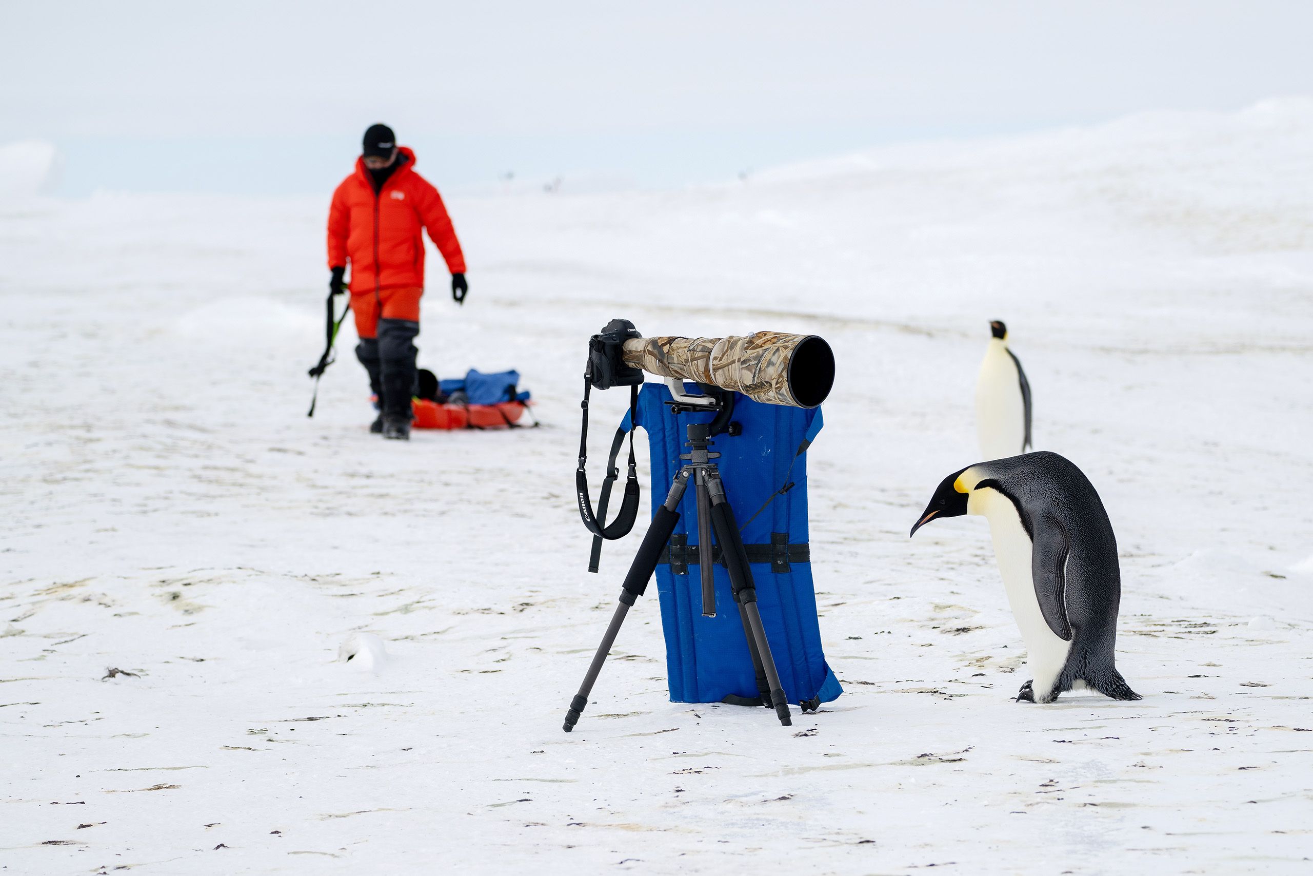 AMONG EMPERORS, Gould Bay, Antarctica