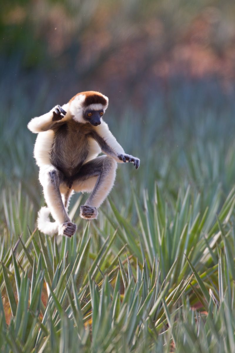 1leap5