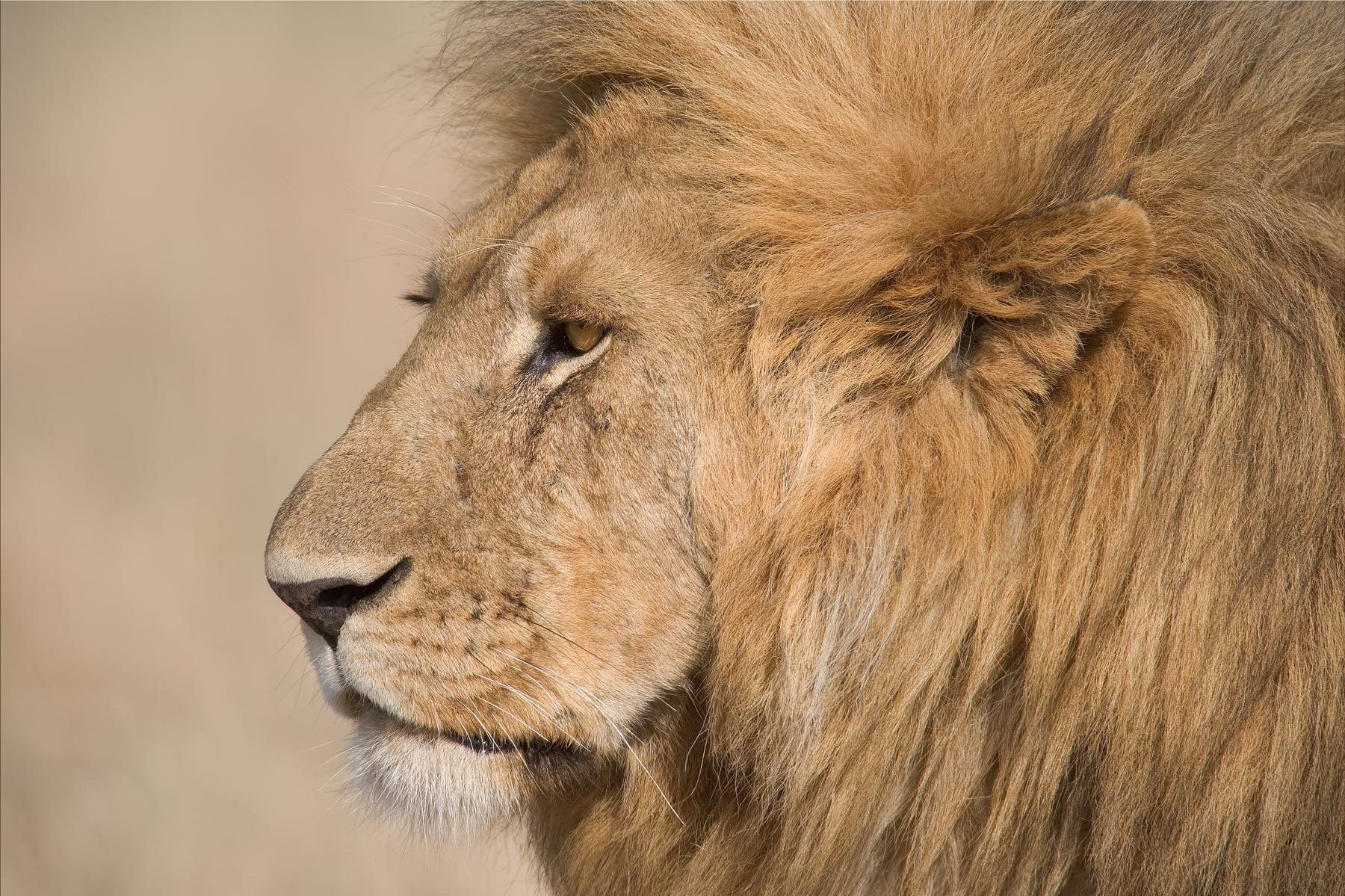 Lion (Panthera leo) is a large cat of the genus Panthera native to Africa and India Adult Male Lion.  Serengeti National Park