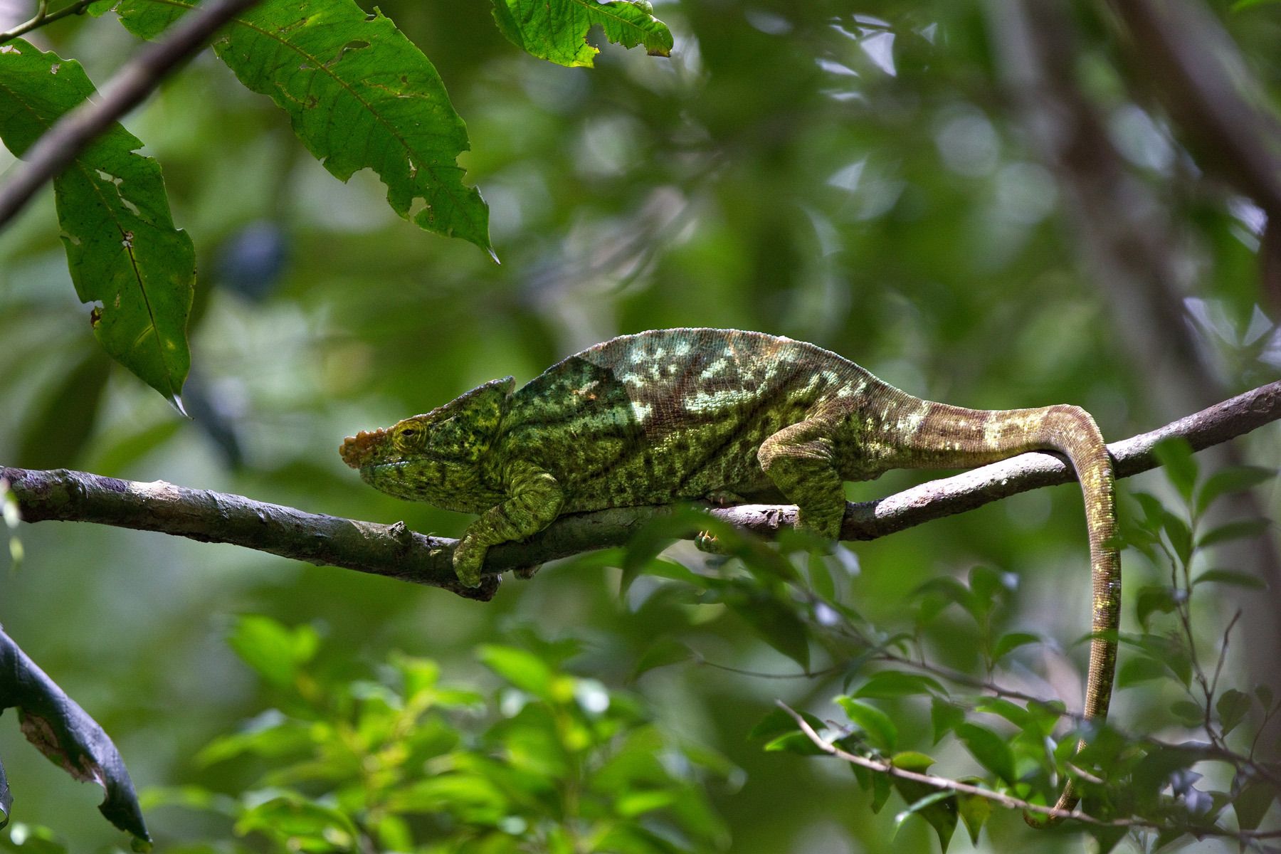 1chameleon_lightgreen2