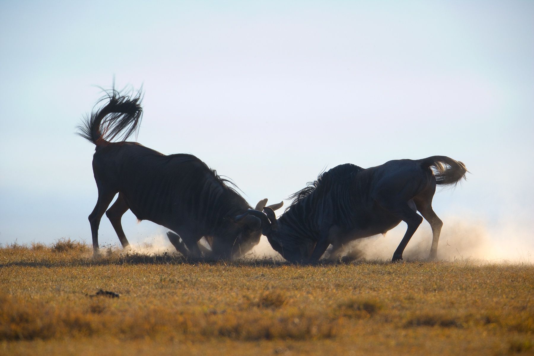 Wildebeest or Gnu (Connochaetes taurinus). Ngorongoro Crater. Tanzania Gnus in Territorial Dispute