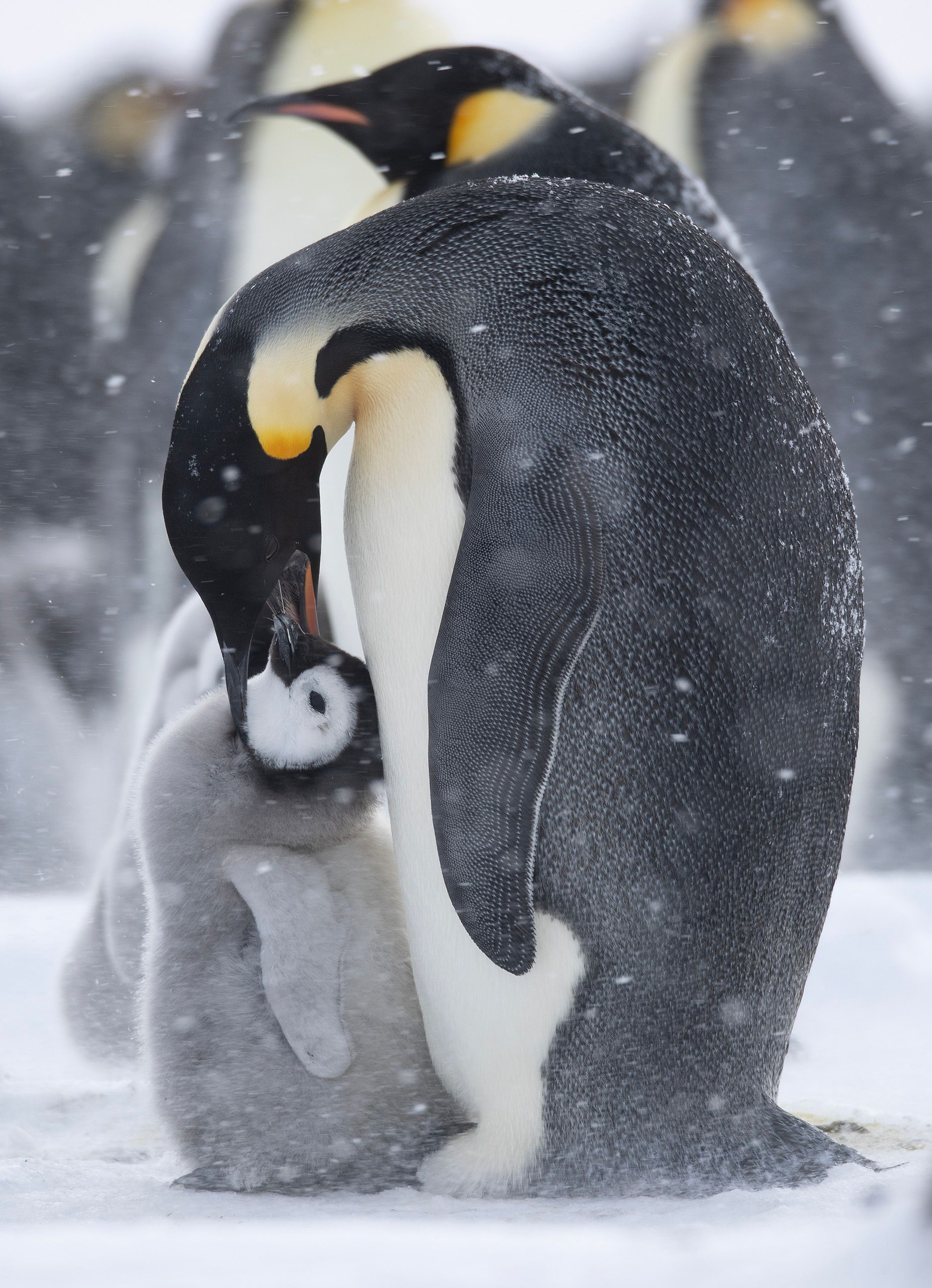 Emperor Penguins (Aptenodytes Forster)