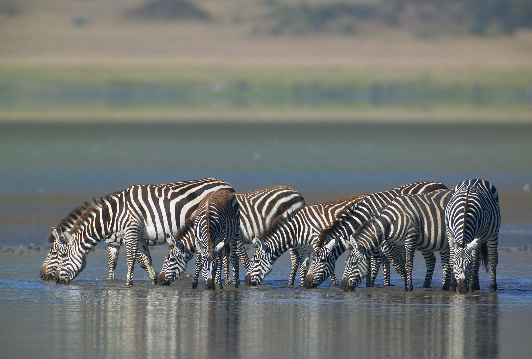 Plains Zebras, Equus burchelliA group of zebras stop at Lake Magadi for a drink.Ngorongoro Crater, Tanzania. Drinking Zebras