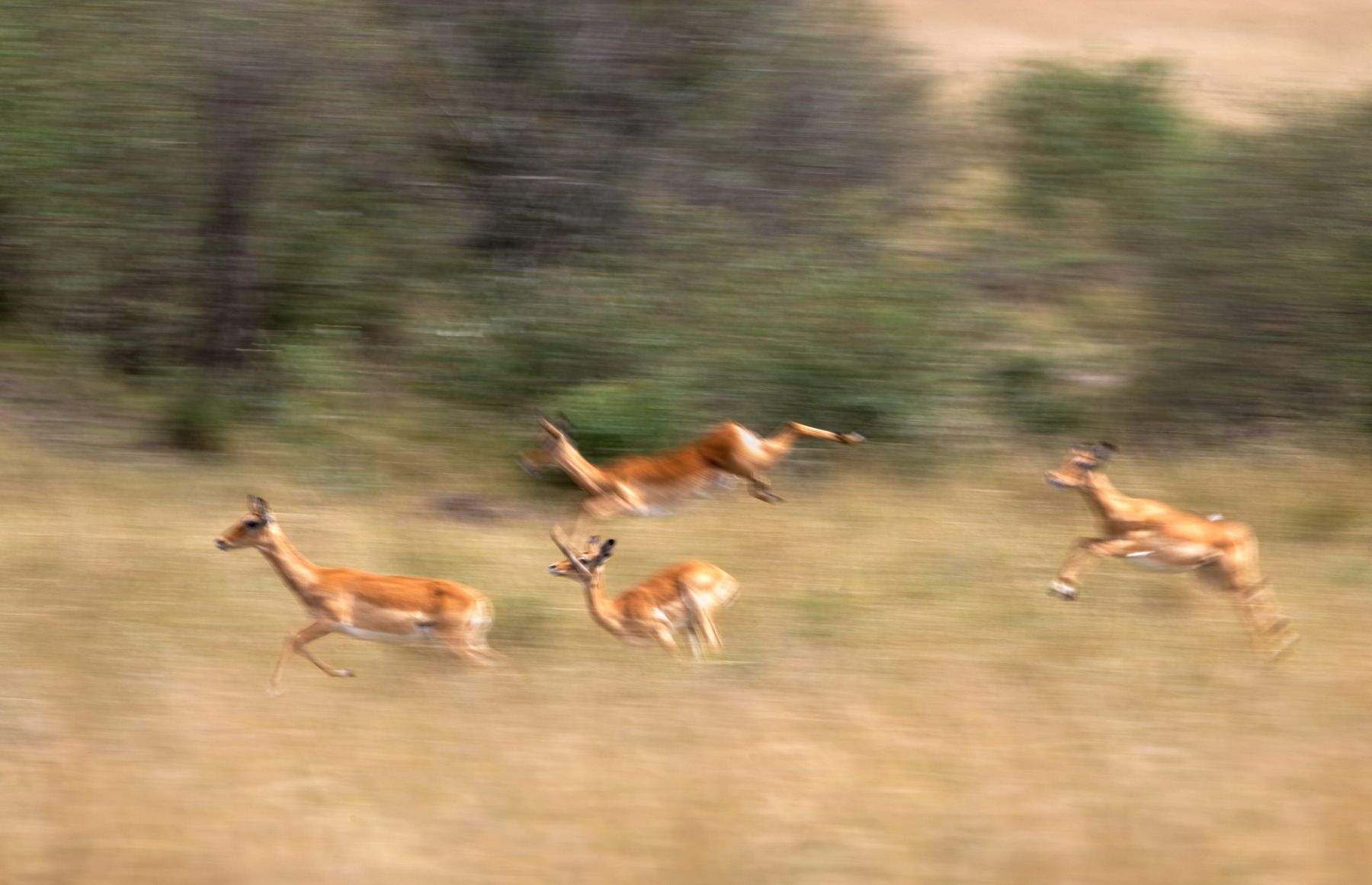 Impala or rooibok (Aepyceros melampus) - Serengeti National Park. Tanzania Impalas running